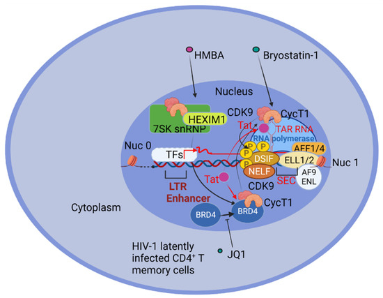 Pathogens | Free Full-Text | Fighting HIV-1 Persistence: At the Crossroads  of &ldquo;Shoc-K and B-Lock&rdquo; | HTML