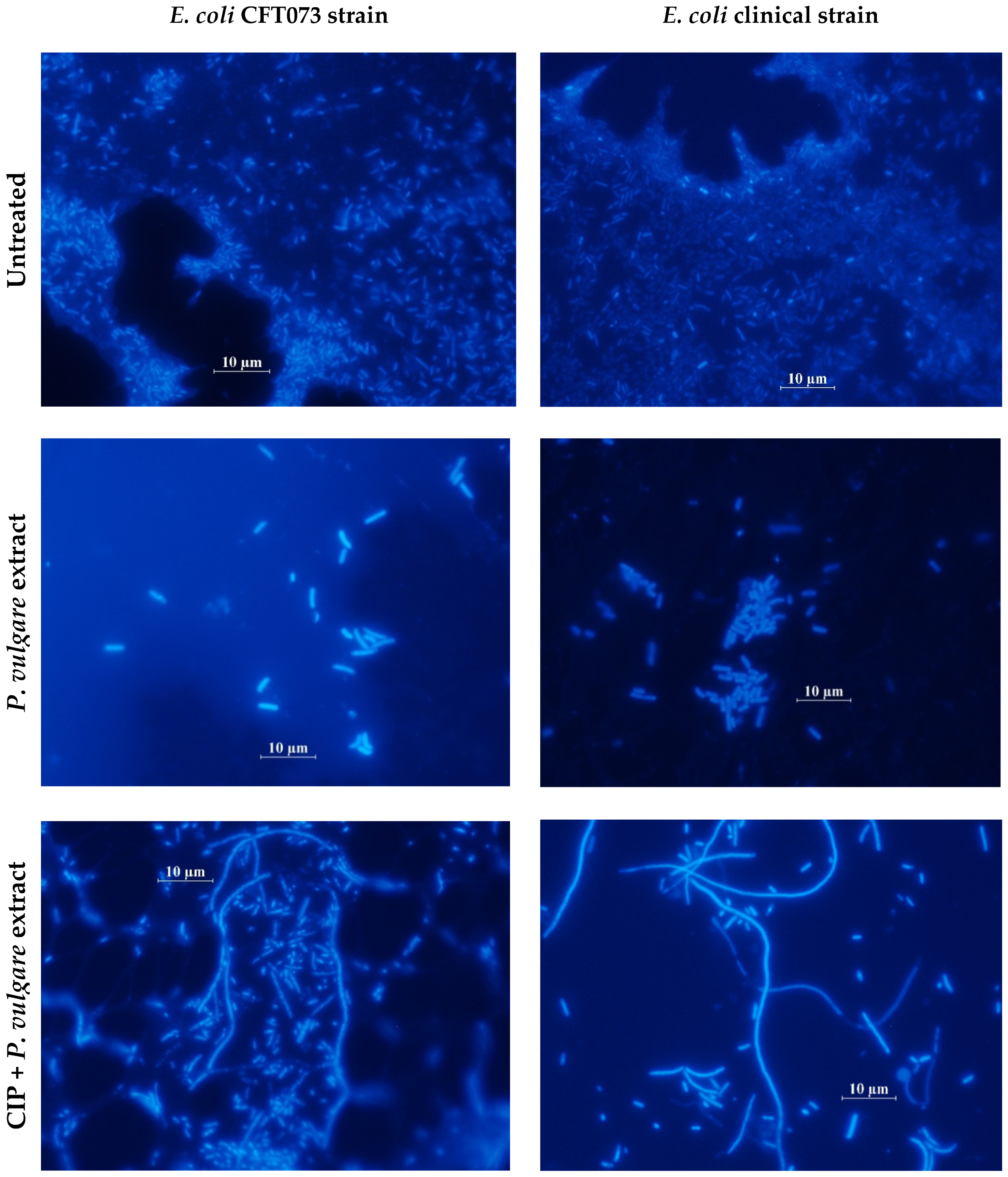 Pathogens 10 01544 g007