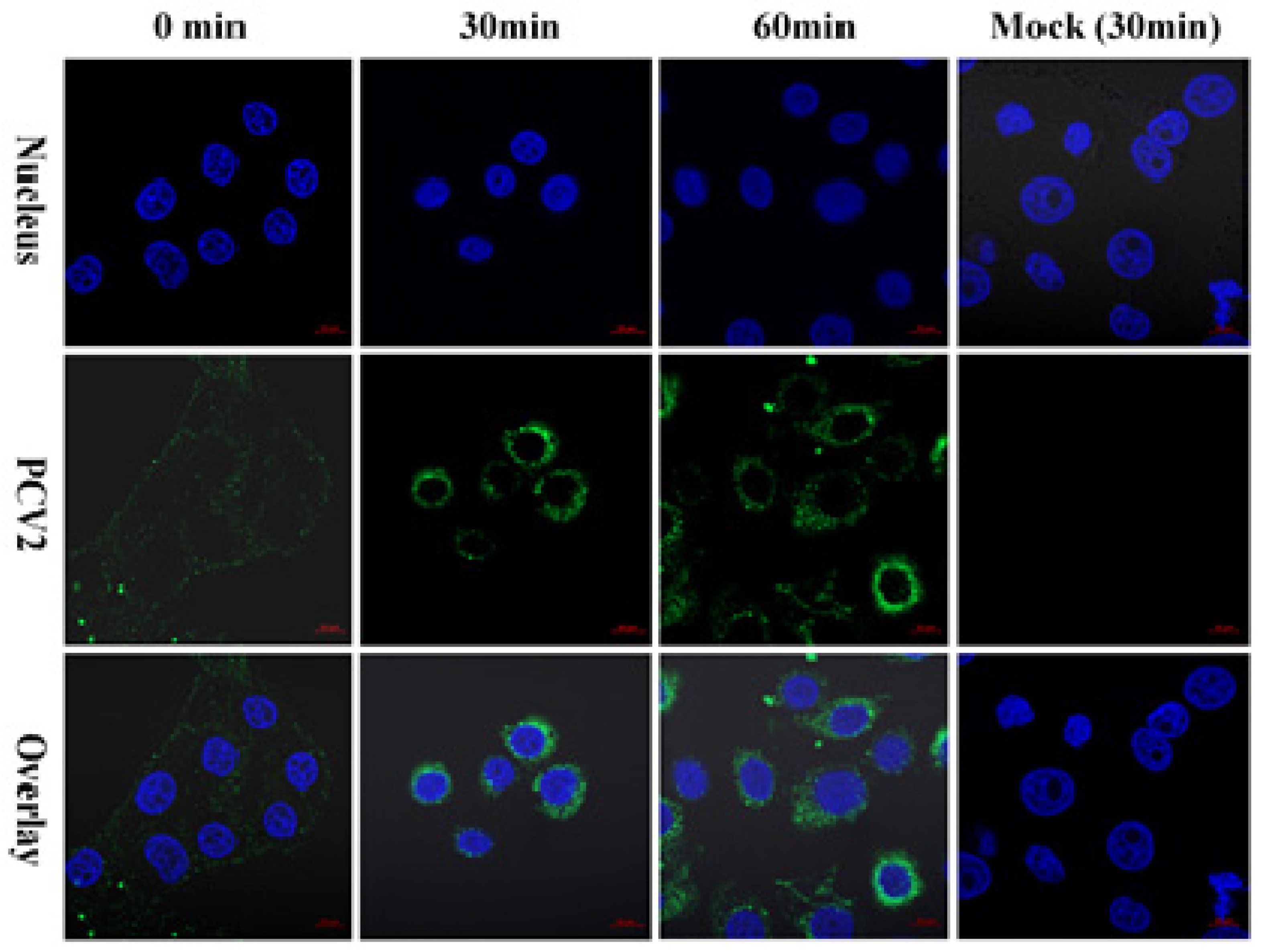 Pathogens 10 01564 g004