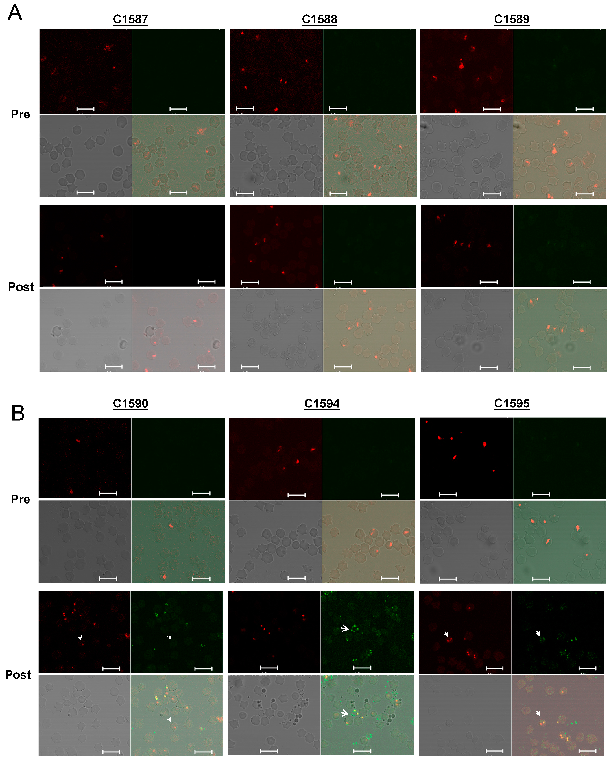 Pathogens 10 01598 g003