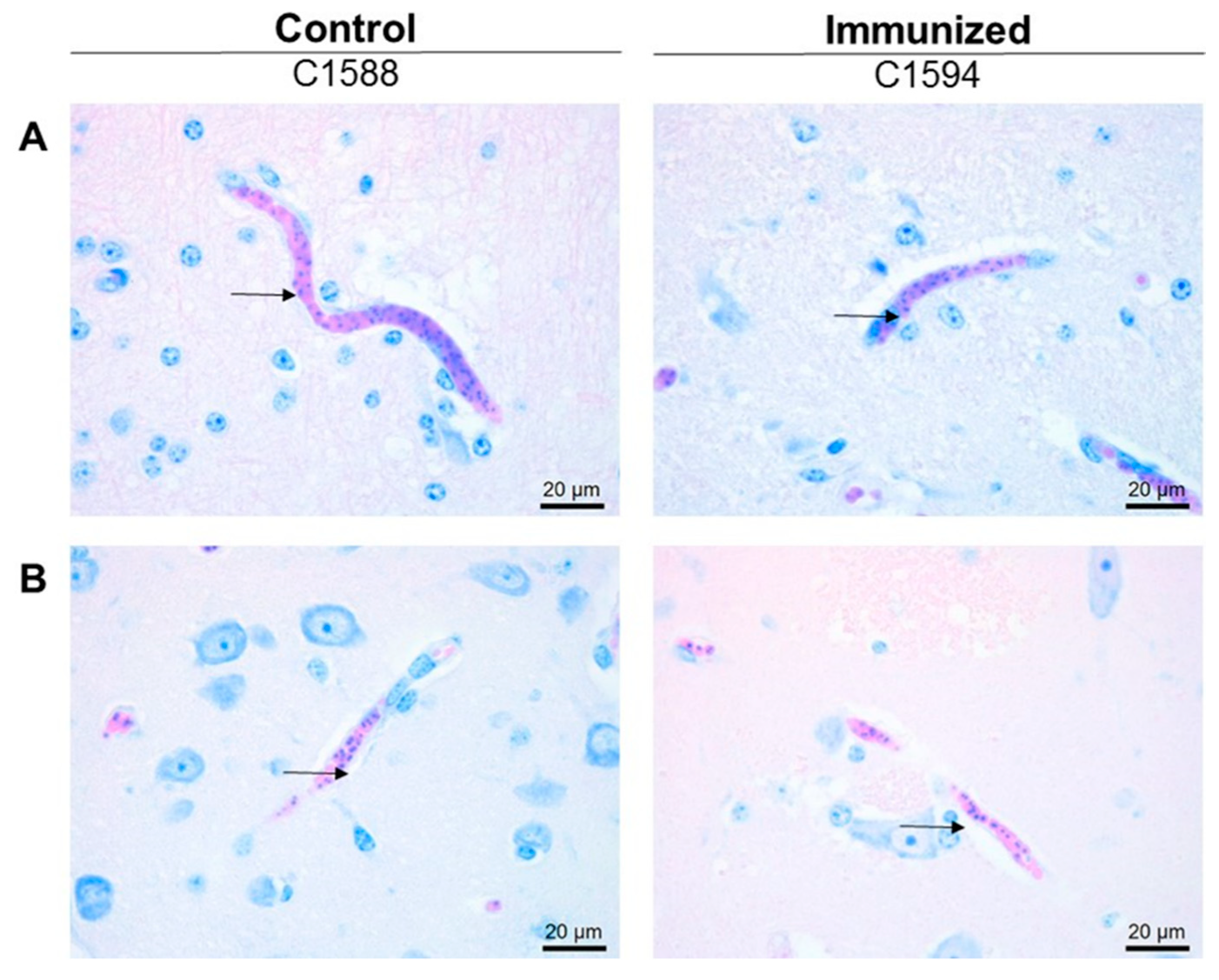 Pathogens 10 01598 g005