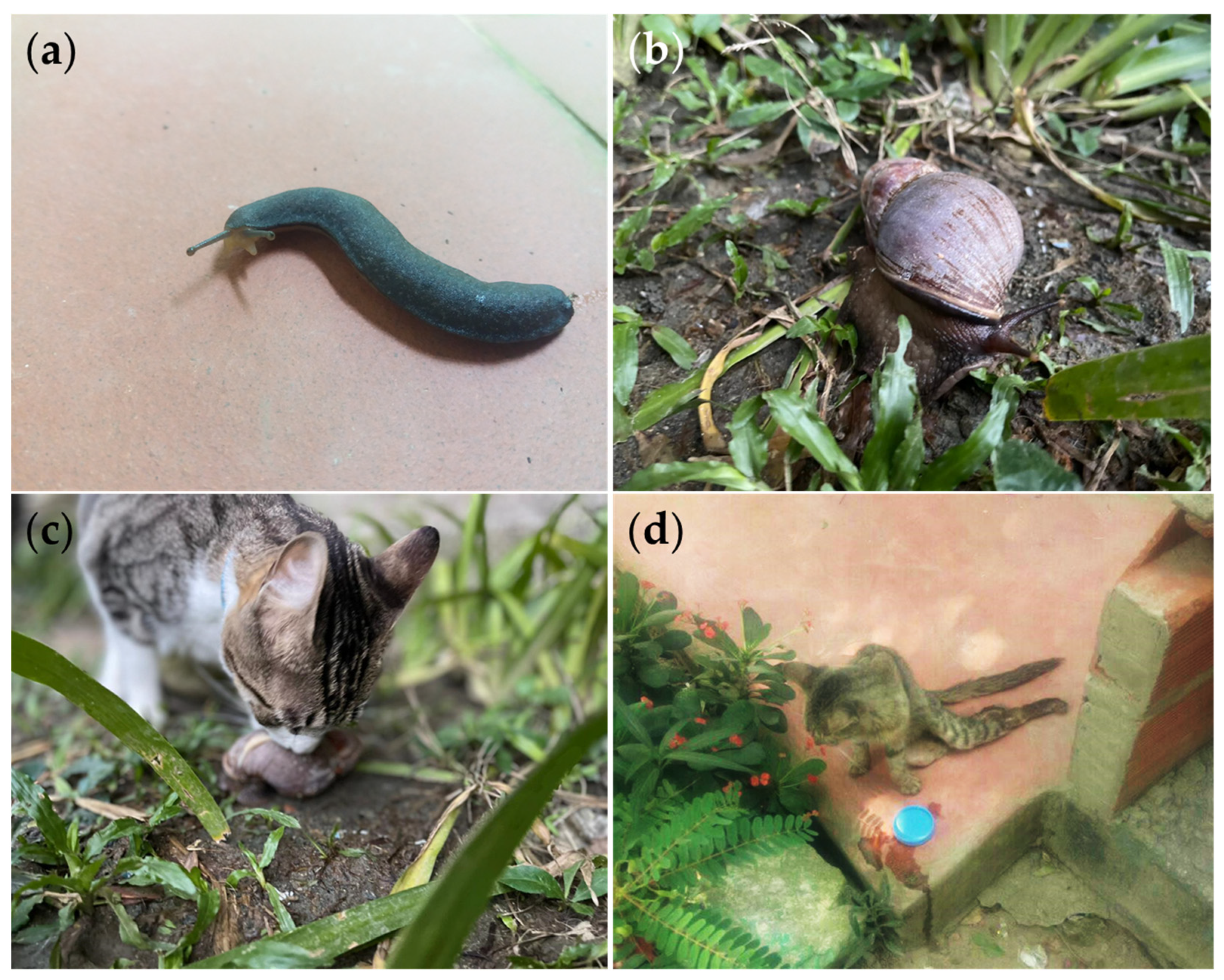 Pathogens 10 01601 g003 Pathogens 10 01601 g003