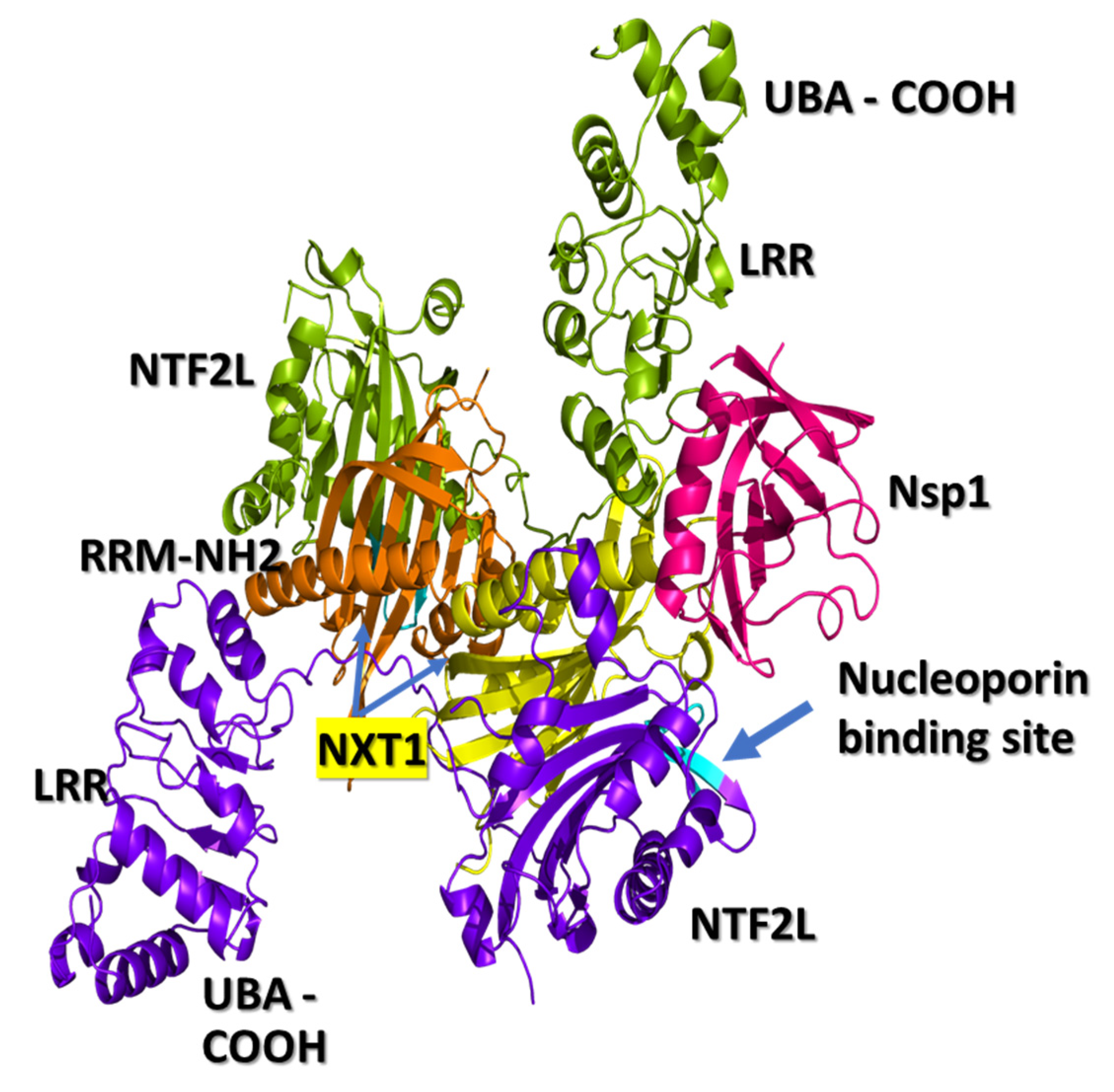 Pathogens 10 01634 g001