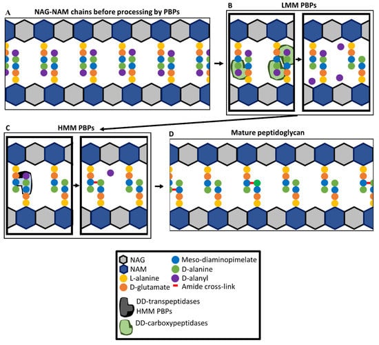 Pathogens Free Full Text lactam Resistance in