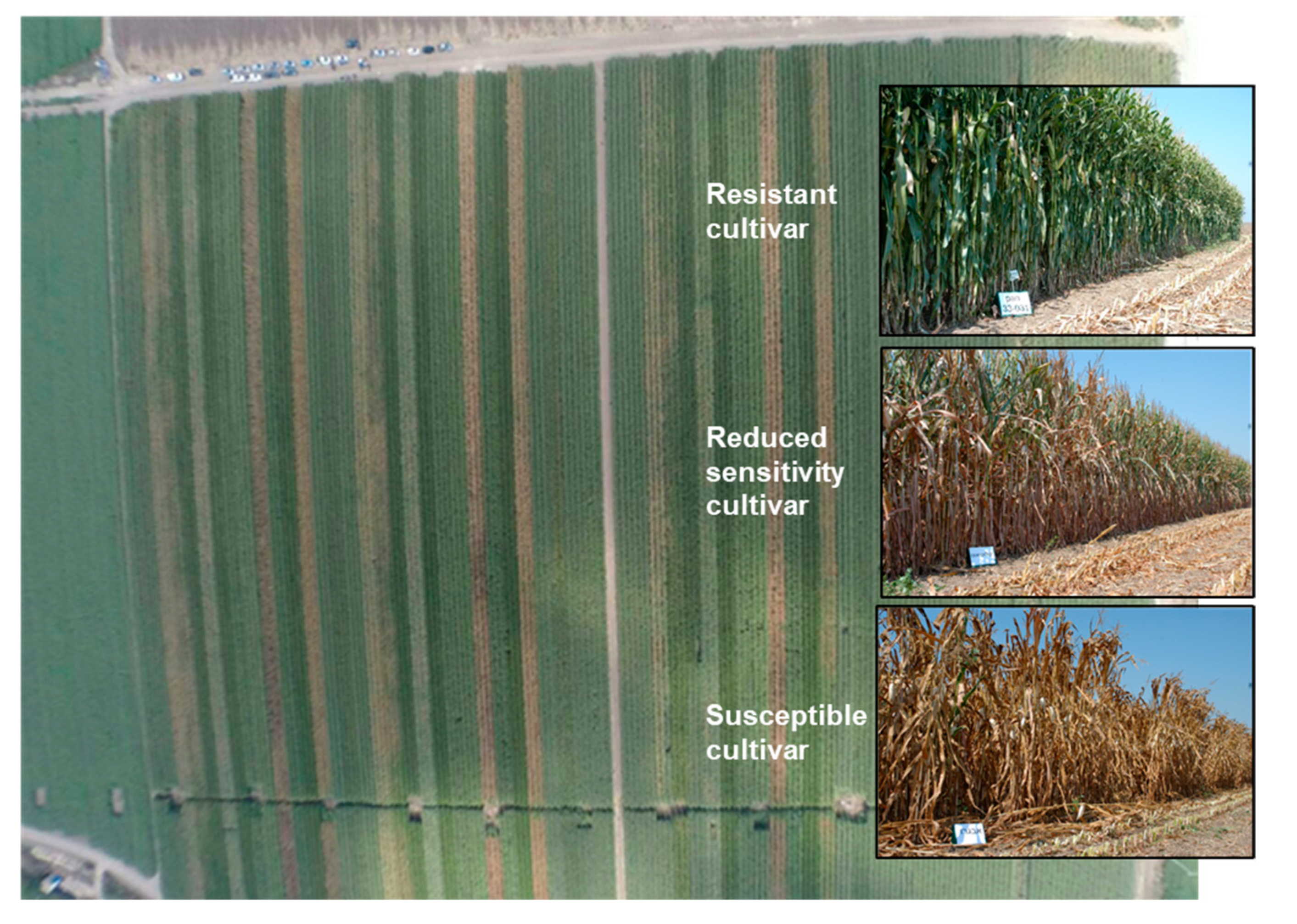 Pathogens 11 00013 g004