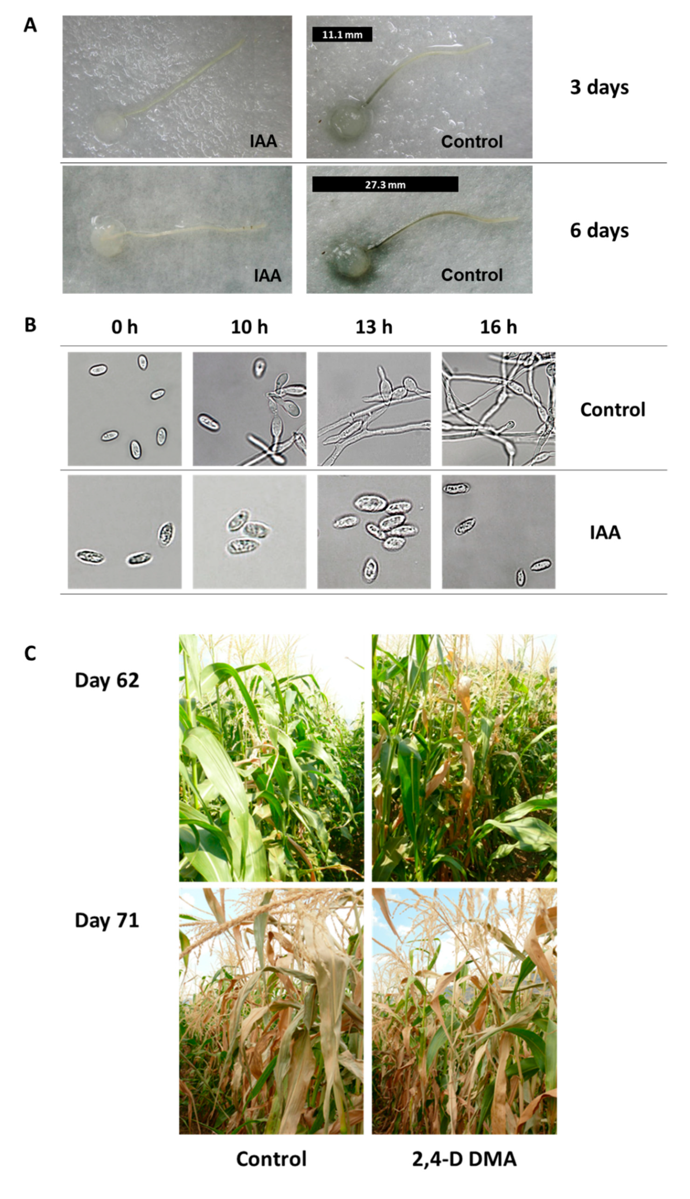 Pathogens 11 00013 g005