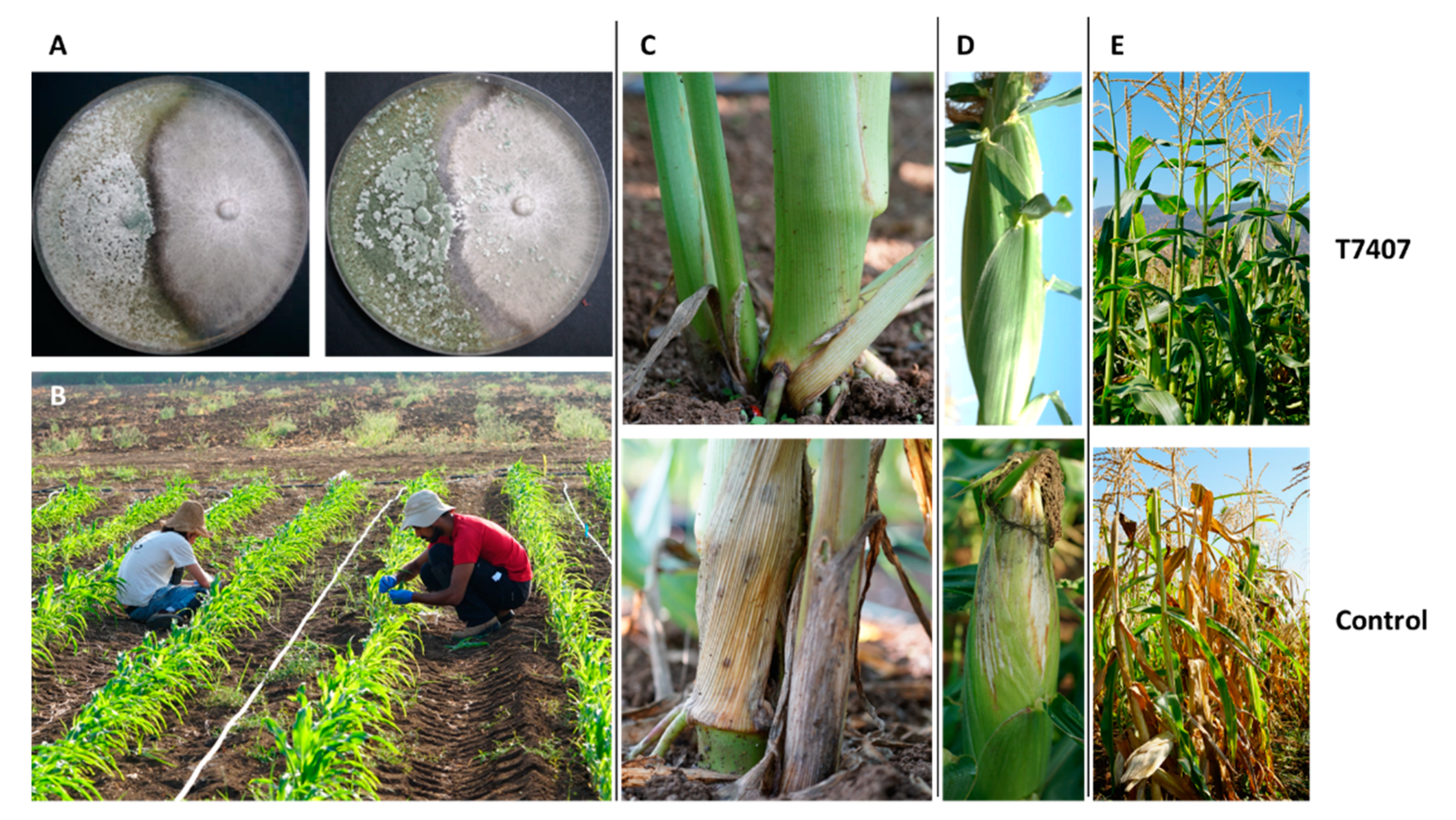 Pathogens 11 00013 g008