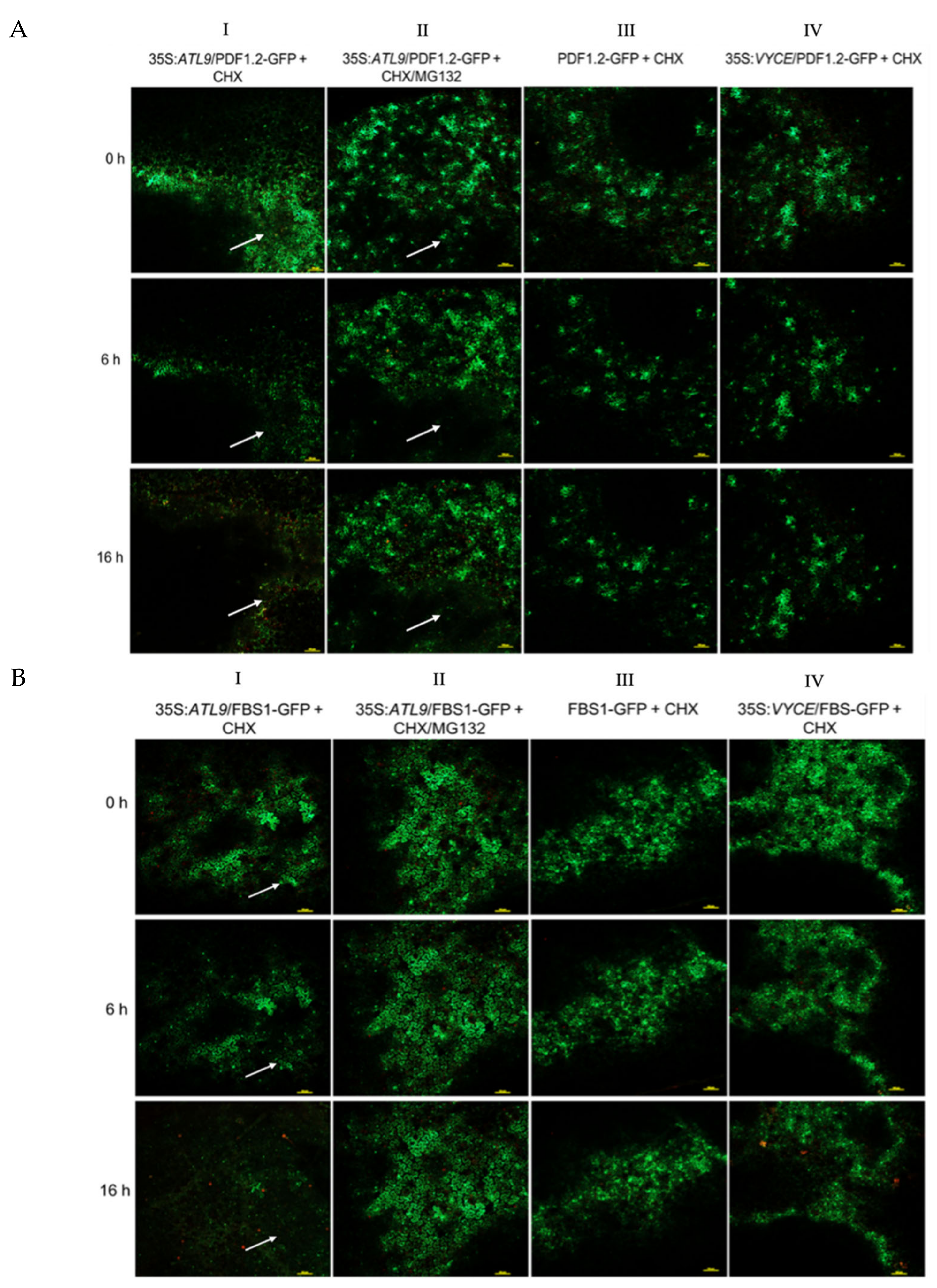 Pathogens 11 00068 g004a