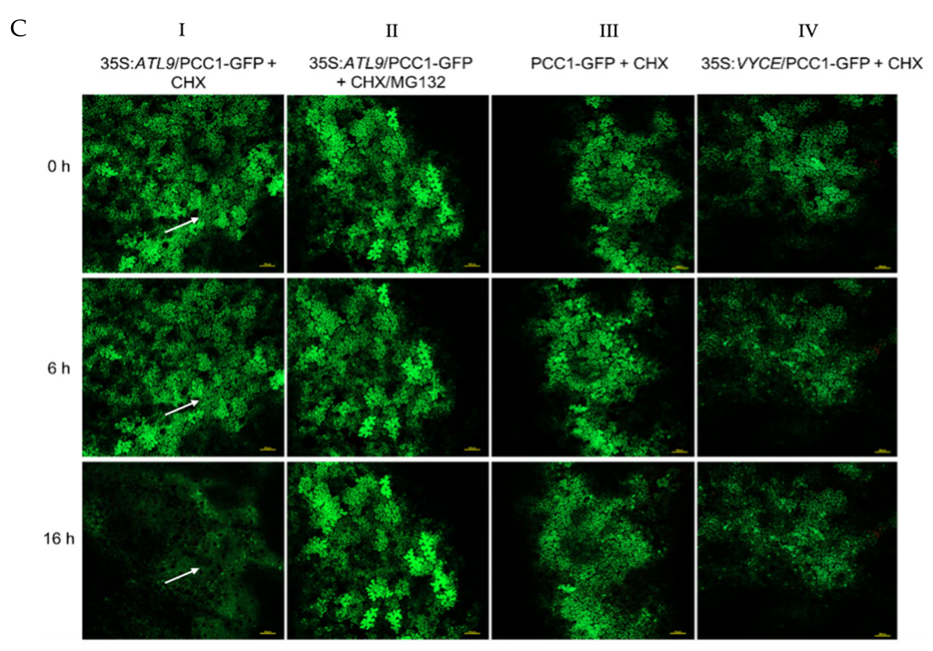 Pathogens 11 00068 g004b