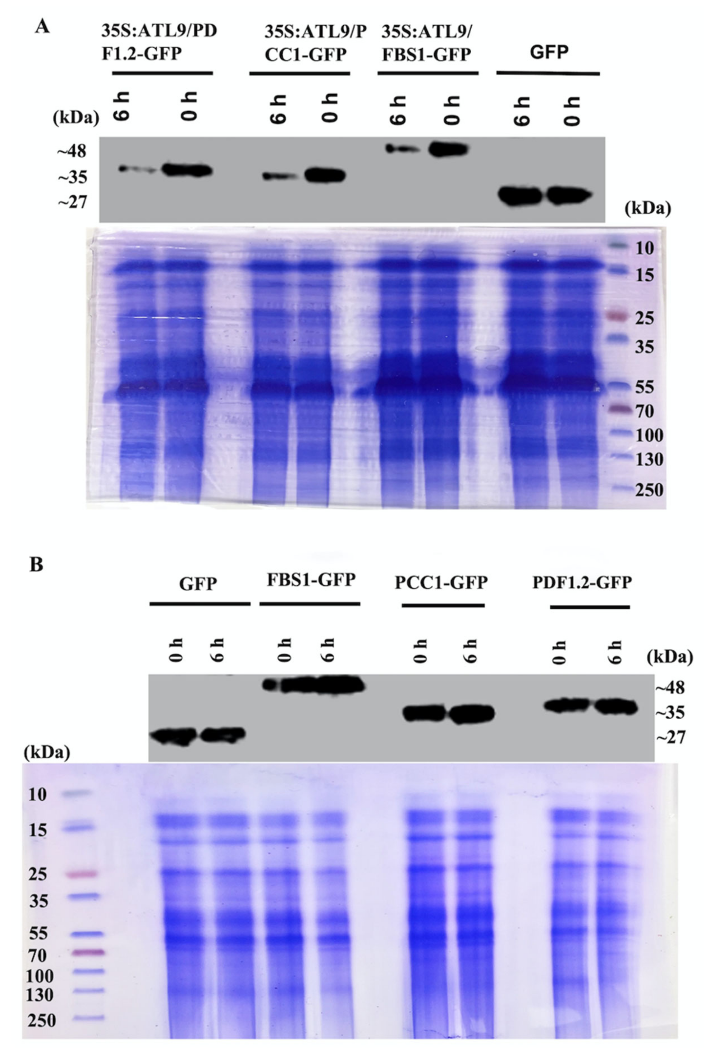 Pathogens 11 00068 g005
