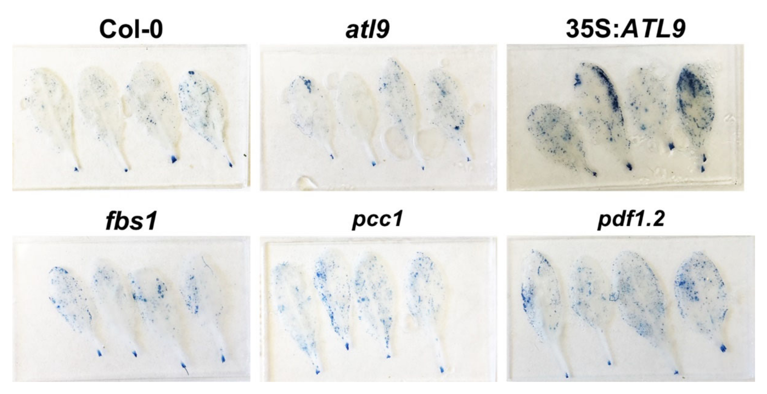 Pathogens 11 00068 g008