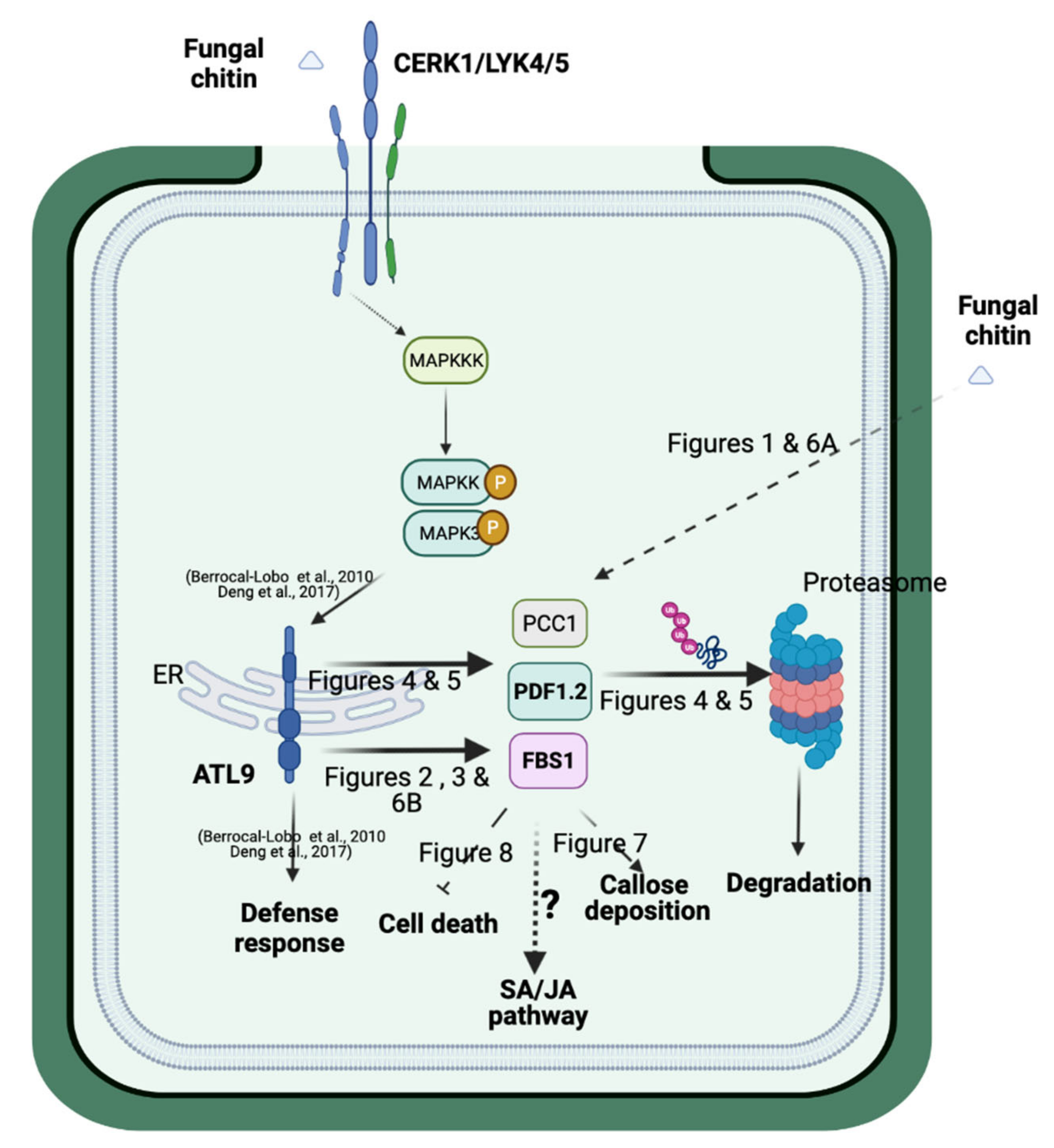 Pathogens 11 00068 g009