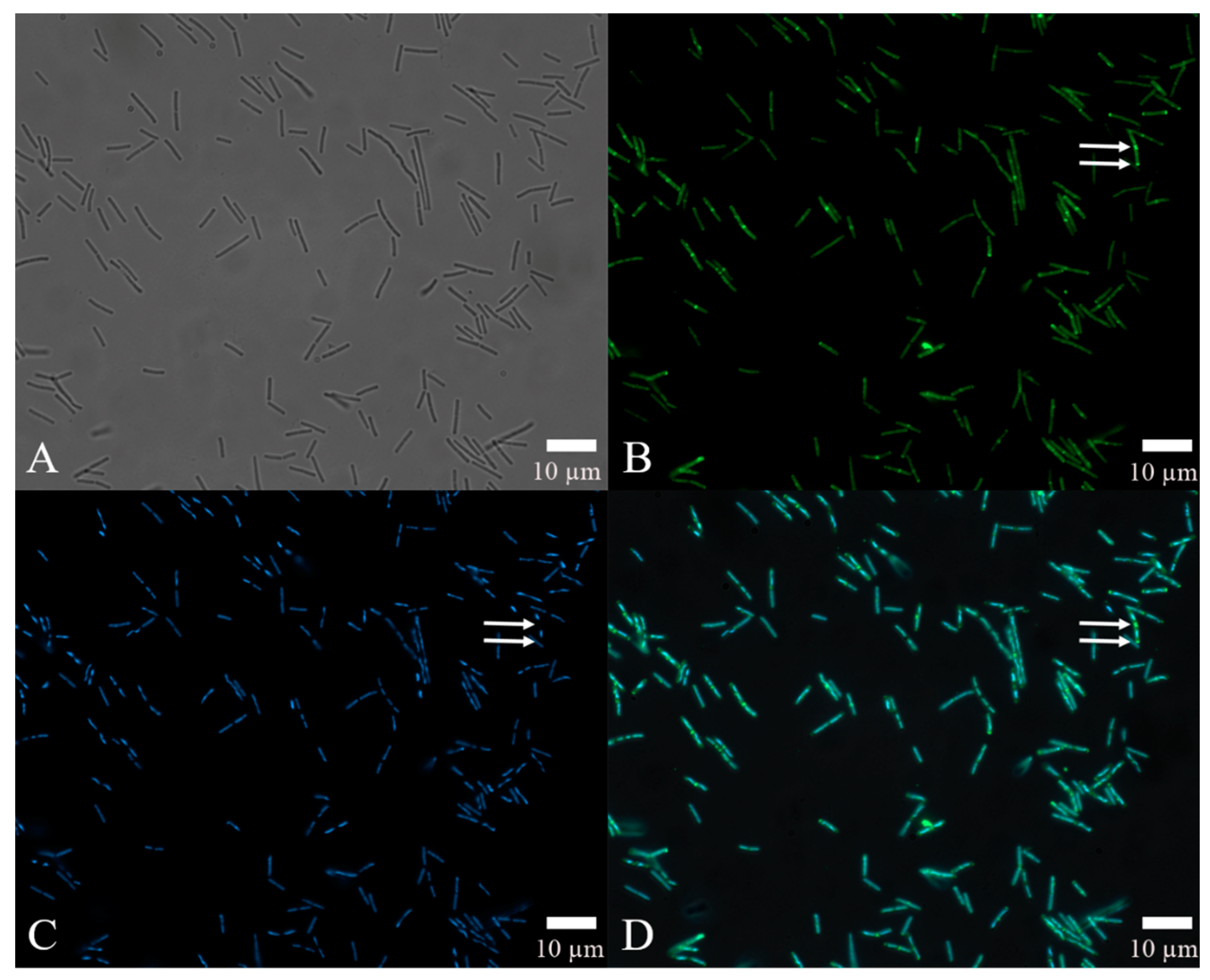 Pathogens 11 00082 g006