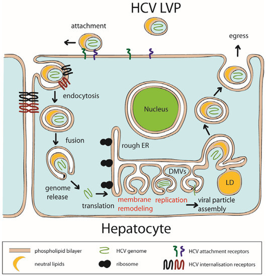 Pathogens | Free Full-Text | Regulatory Role of Phospholipids in Hepatitis  C Virus Replication and Protein Function | HTML