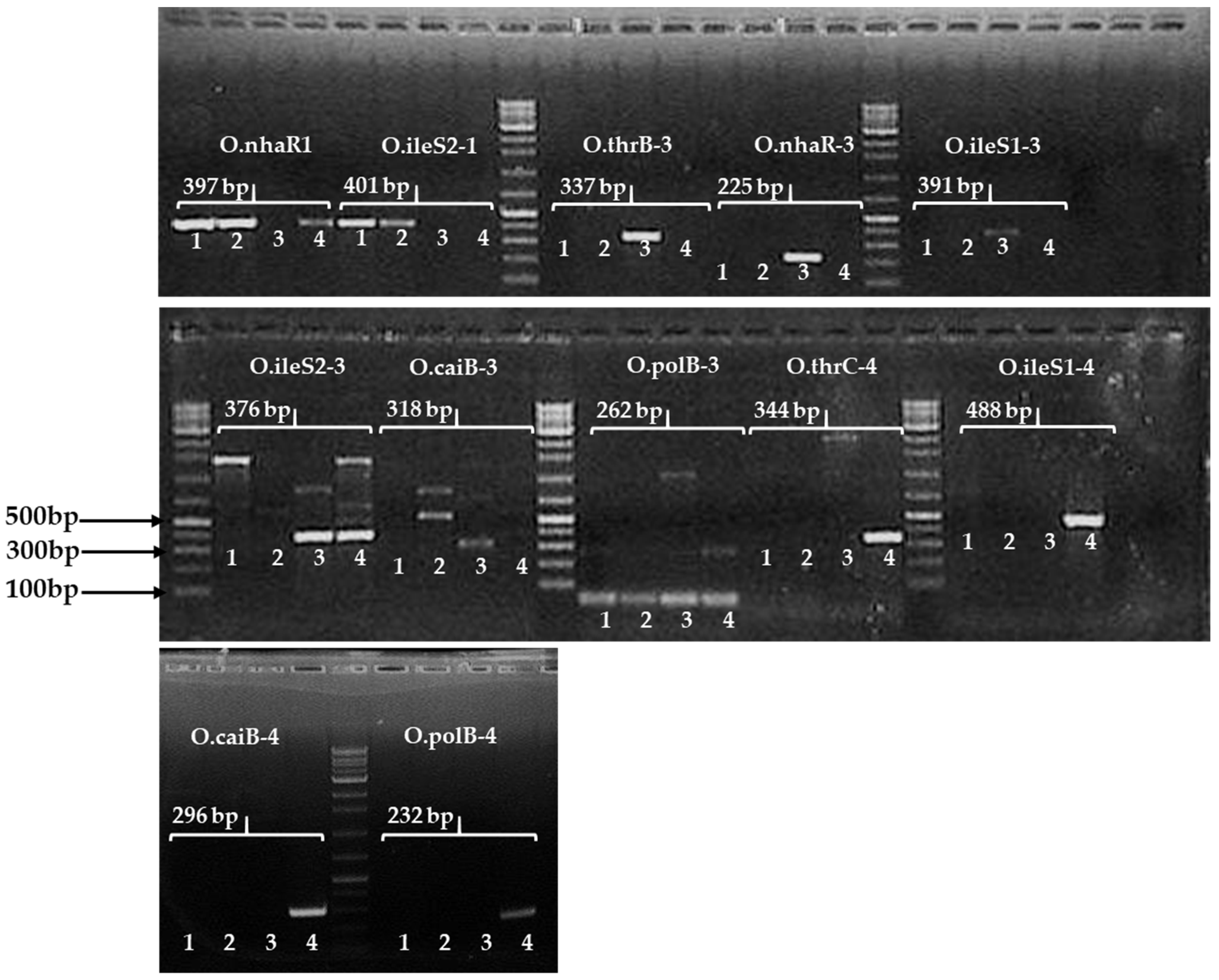 Pathogens 11 00115 g002