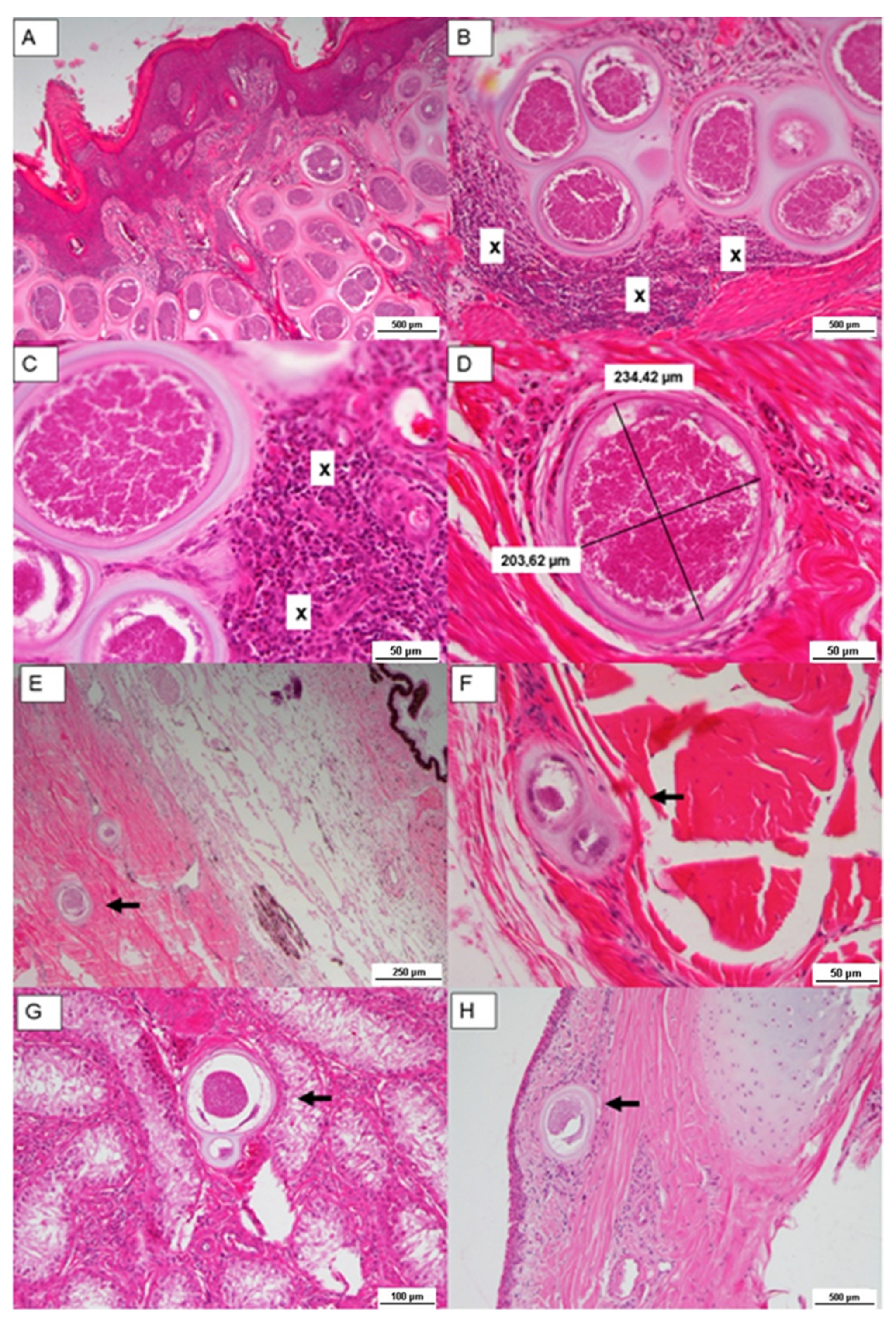 Pathogens 11 00122 g002