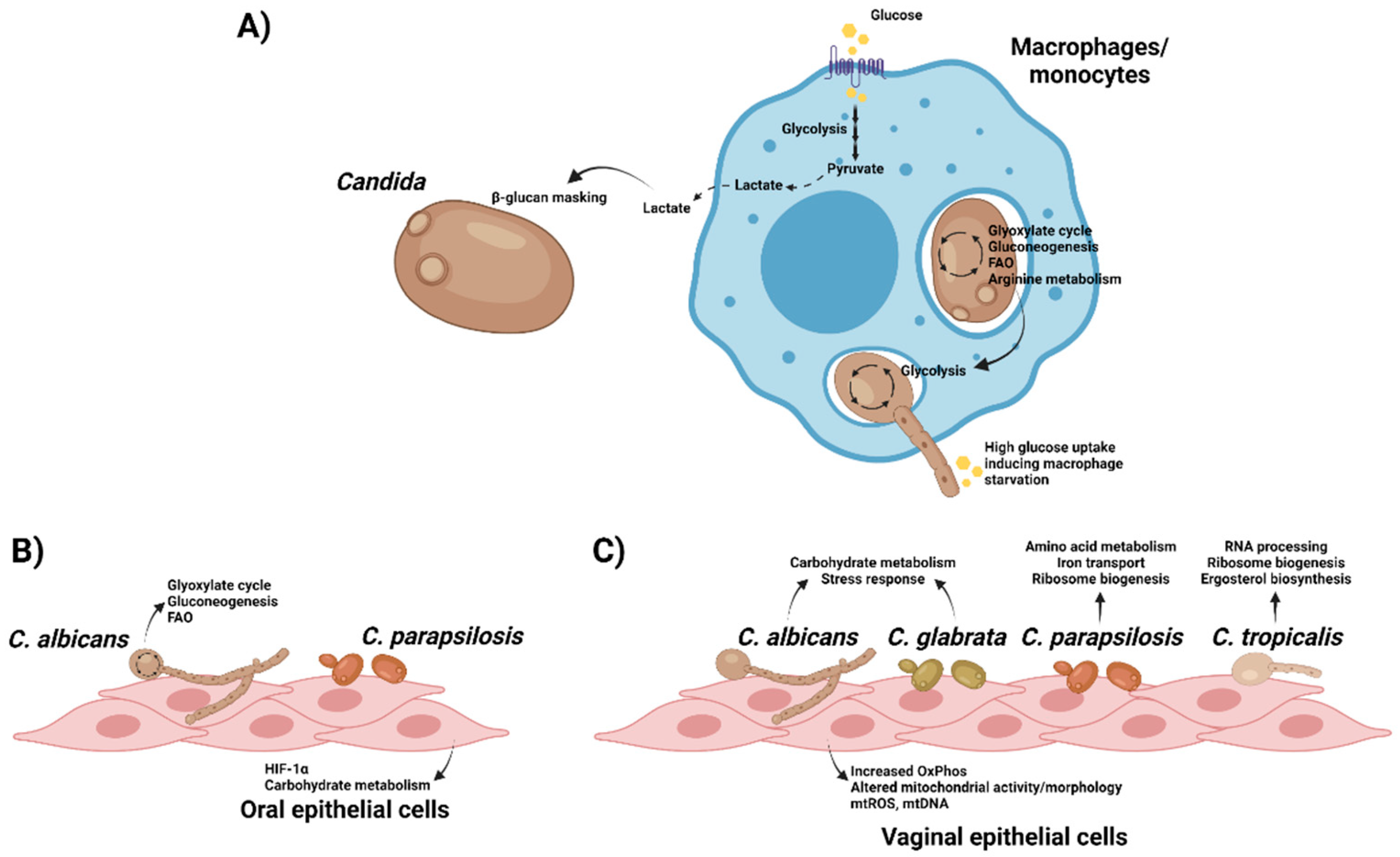 Pathogens | Free Full-Text | Role of Cellular Metabolism during Candida-Host  Interactions