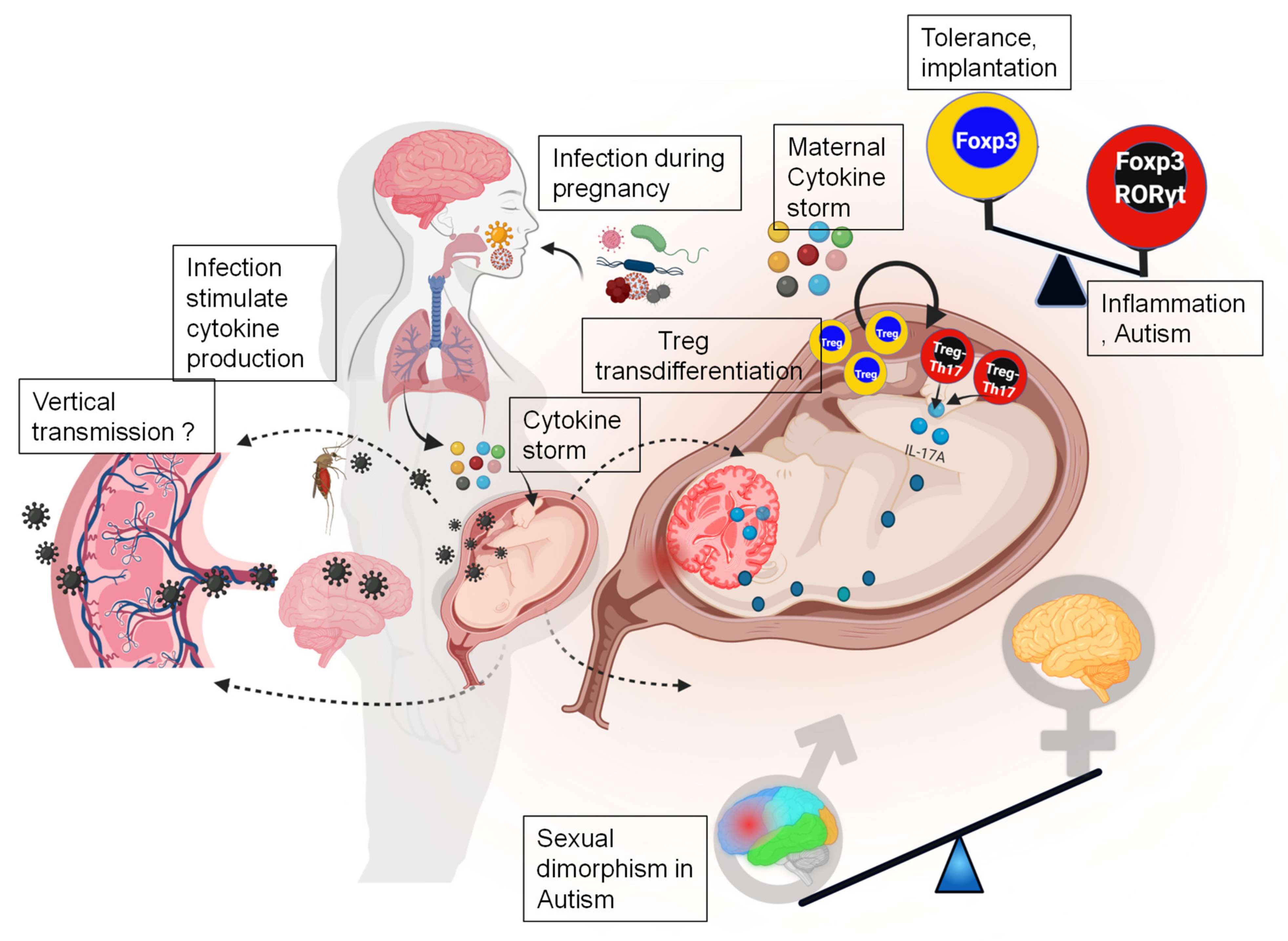 Pathogens | Free Full-Text | Pathogenic Infections during Pregnancy and the  Consequences for Fetal Brain Development