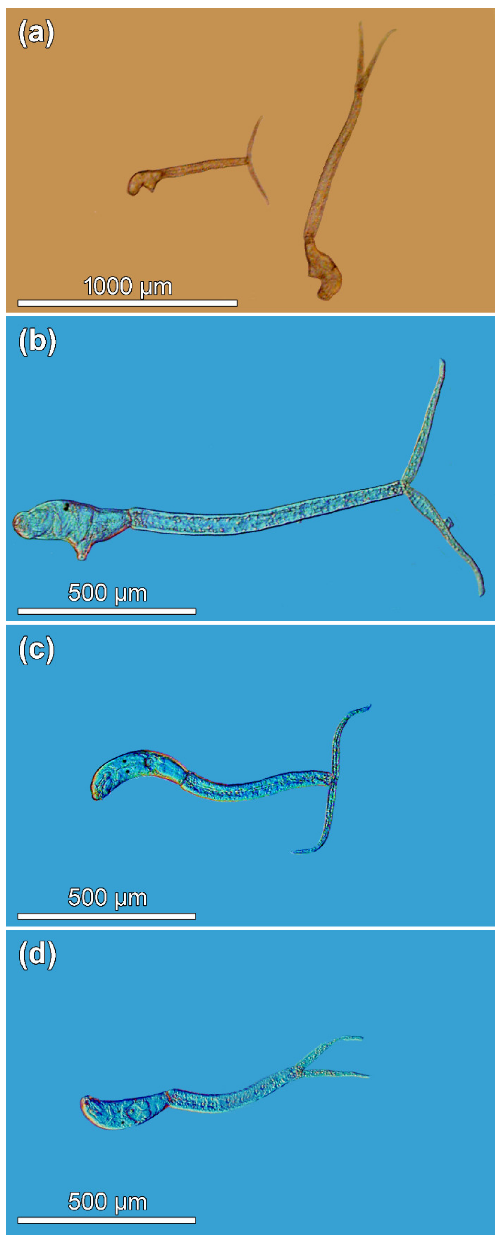 Pathogens 11 00290 g001 Pathogens 11 00290 g001