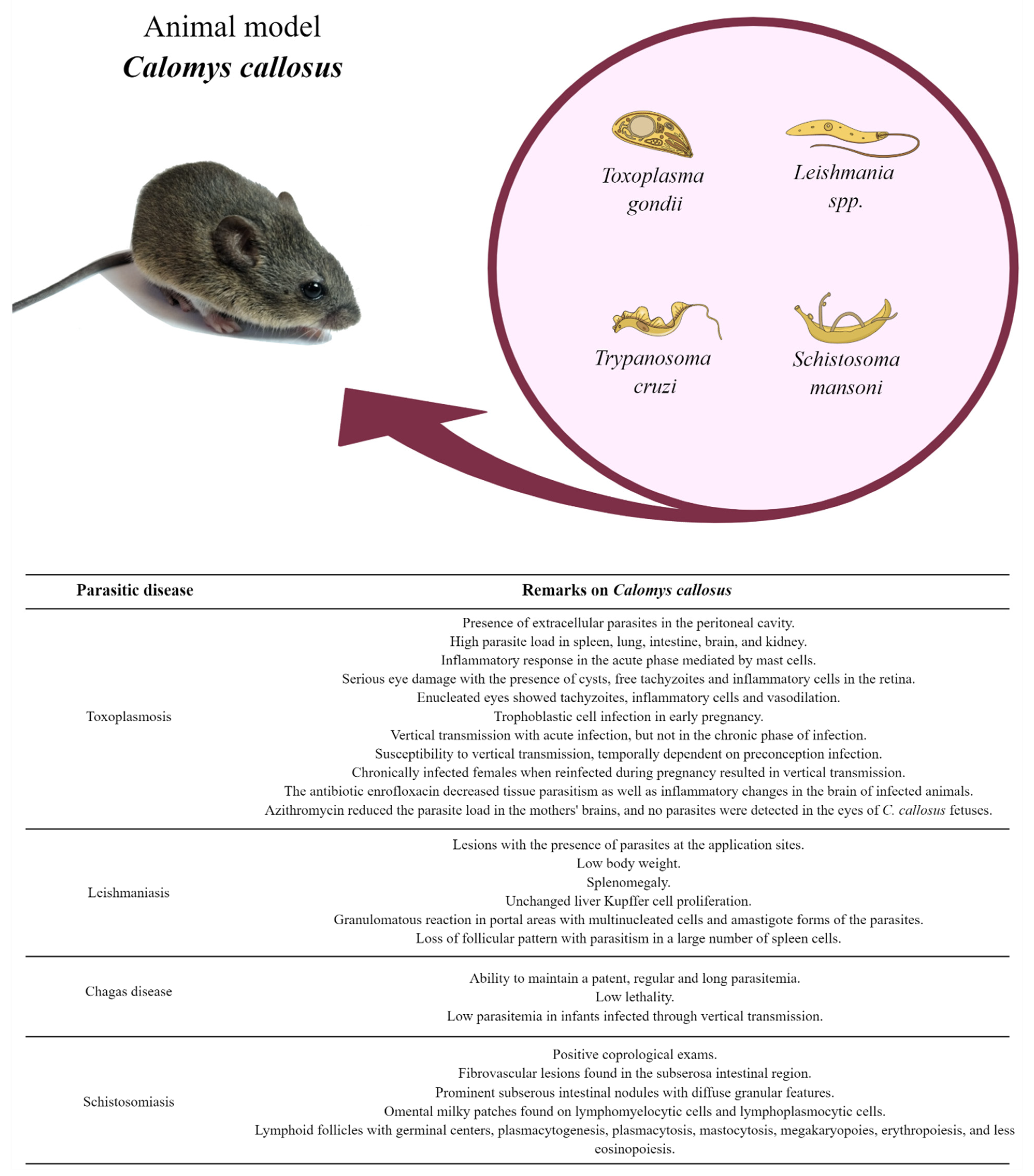 morfología de leishmania donovani