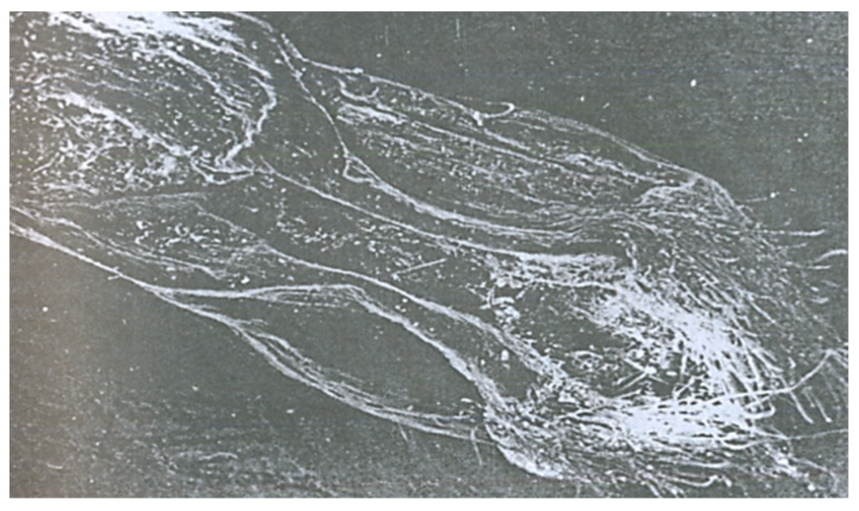 Pathogens 11 00376 g008