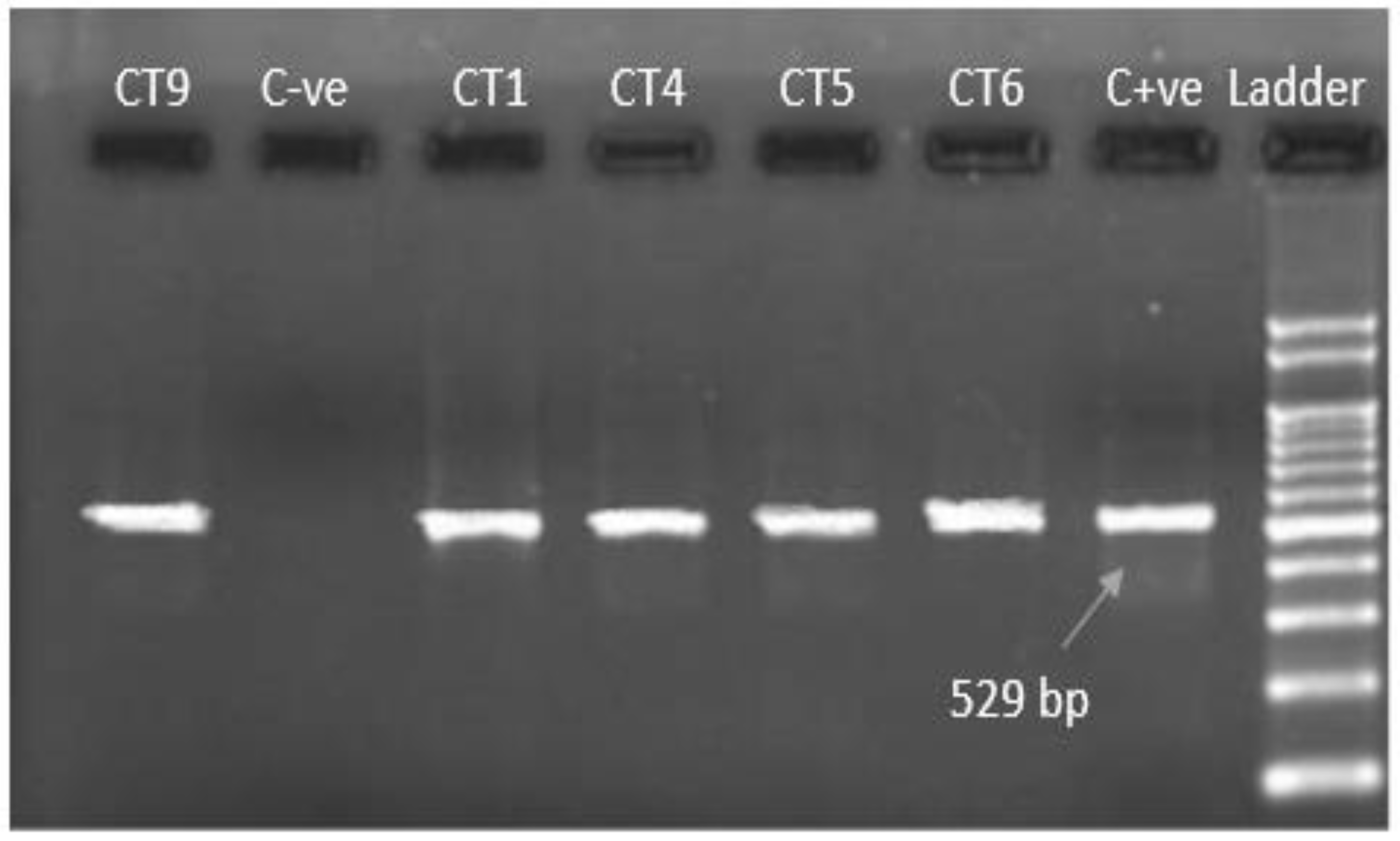 Pathogens 11 00437 g003
