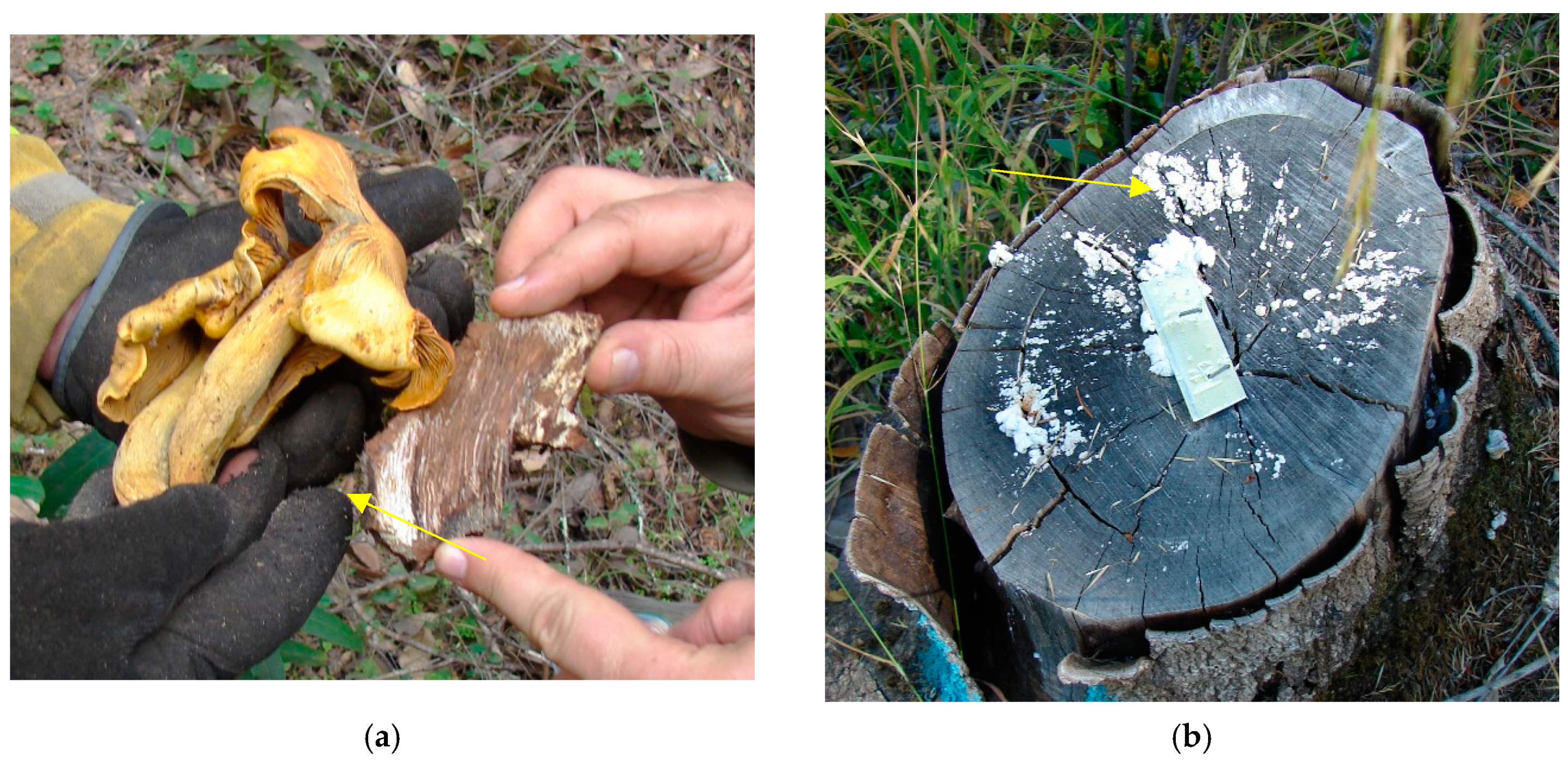 Pathogens 11 00485 g004a