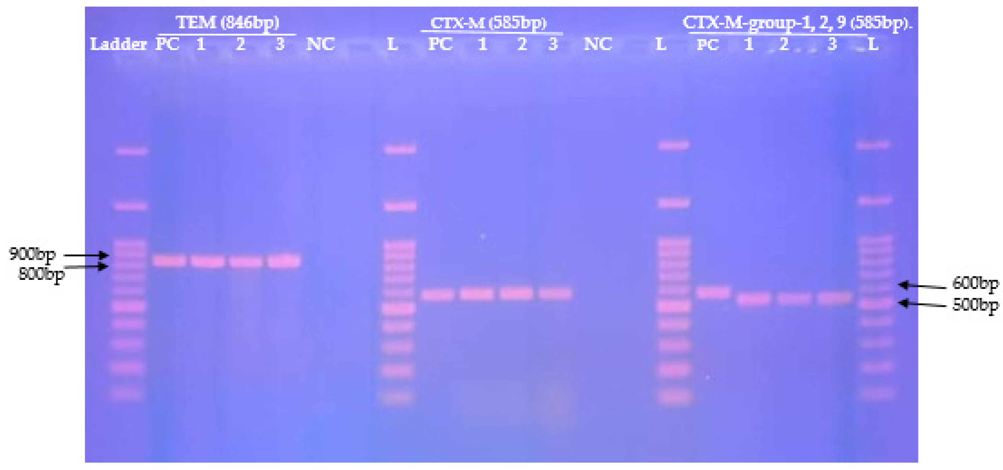 Pathogens 11 00504 g002 Pathogens 11 00504 g002