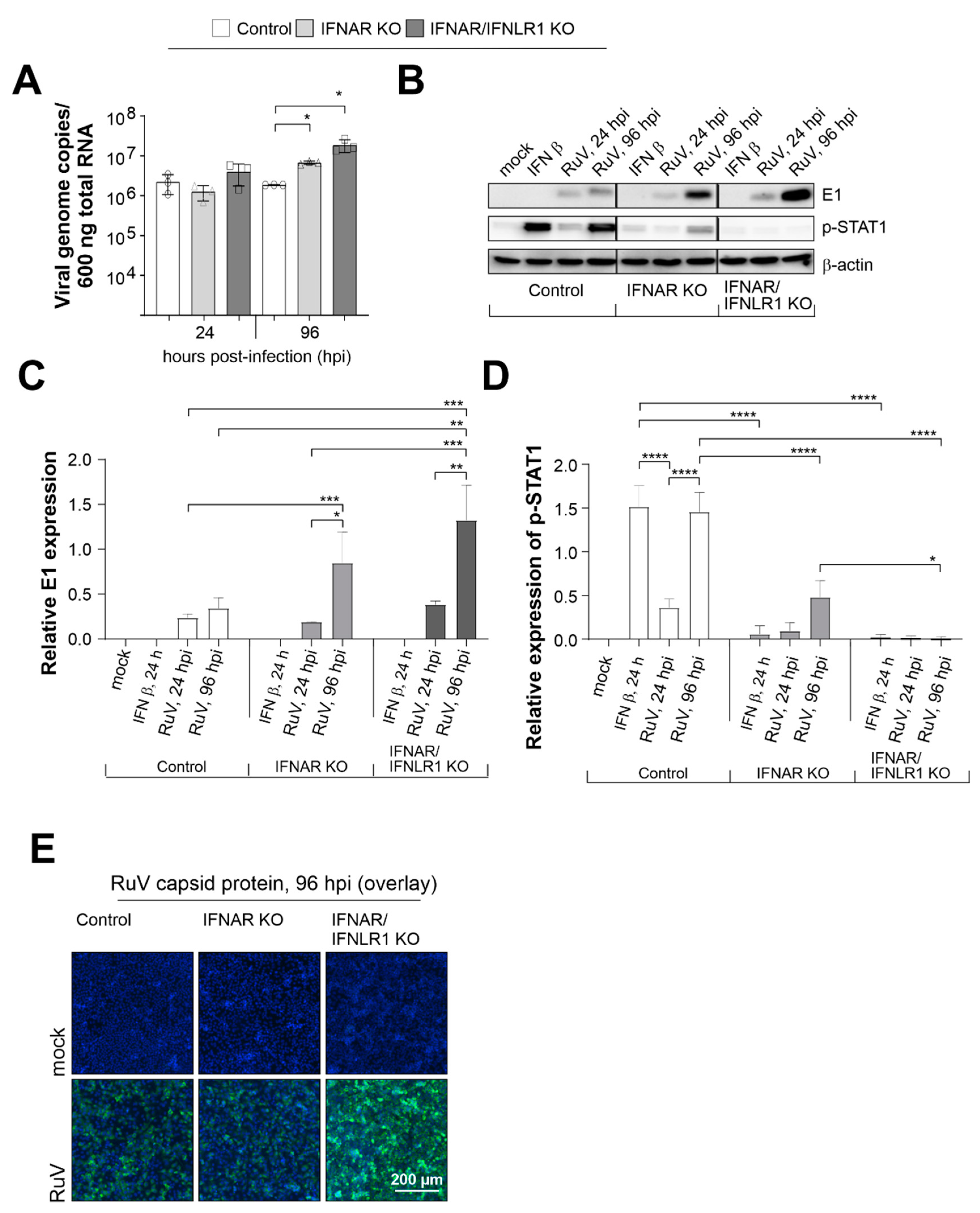 Pathogens Free Full Text Interferon Signaling Dependent Contribution Of Glycolysis To Rubella Virus Infection Html