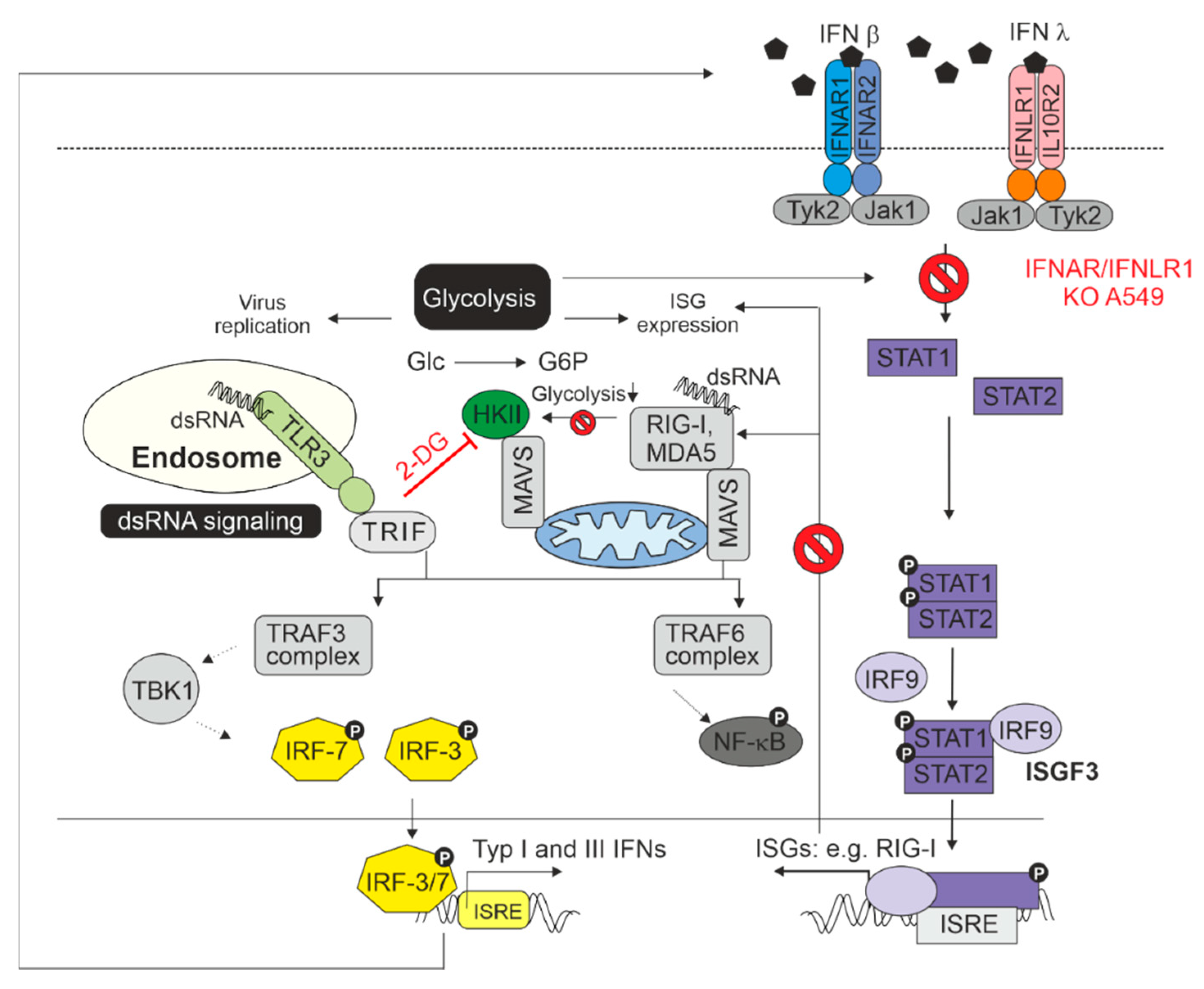 Pathogens Free Full Text Interferon Signaling Dependent Contribution Of Glycolysis To Rubella Virus Infection Html