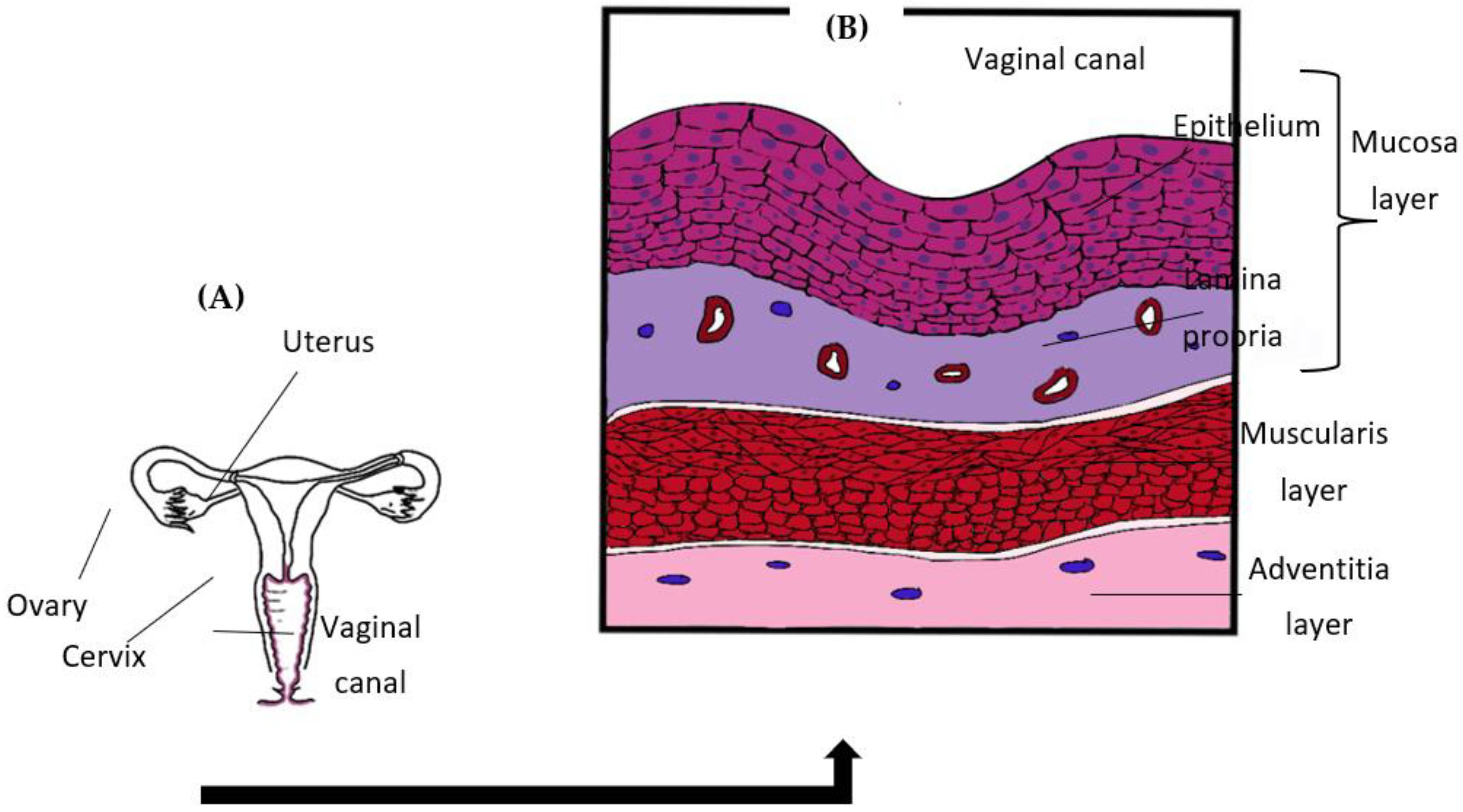 Pathogens | Free Full-Text | Role of Vaginal Mucosa, Host Immunity and  Microbiota in Vulvovaginal Candidiasis | HTML