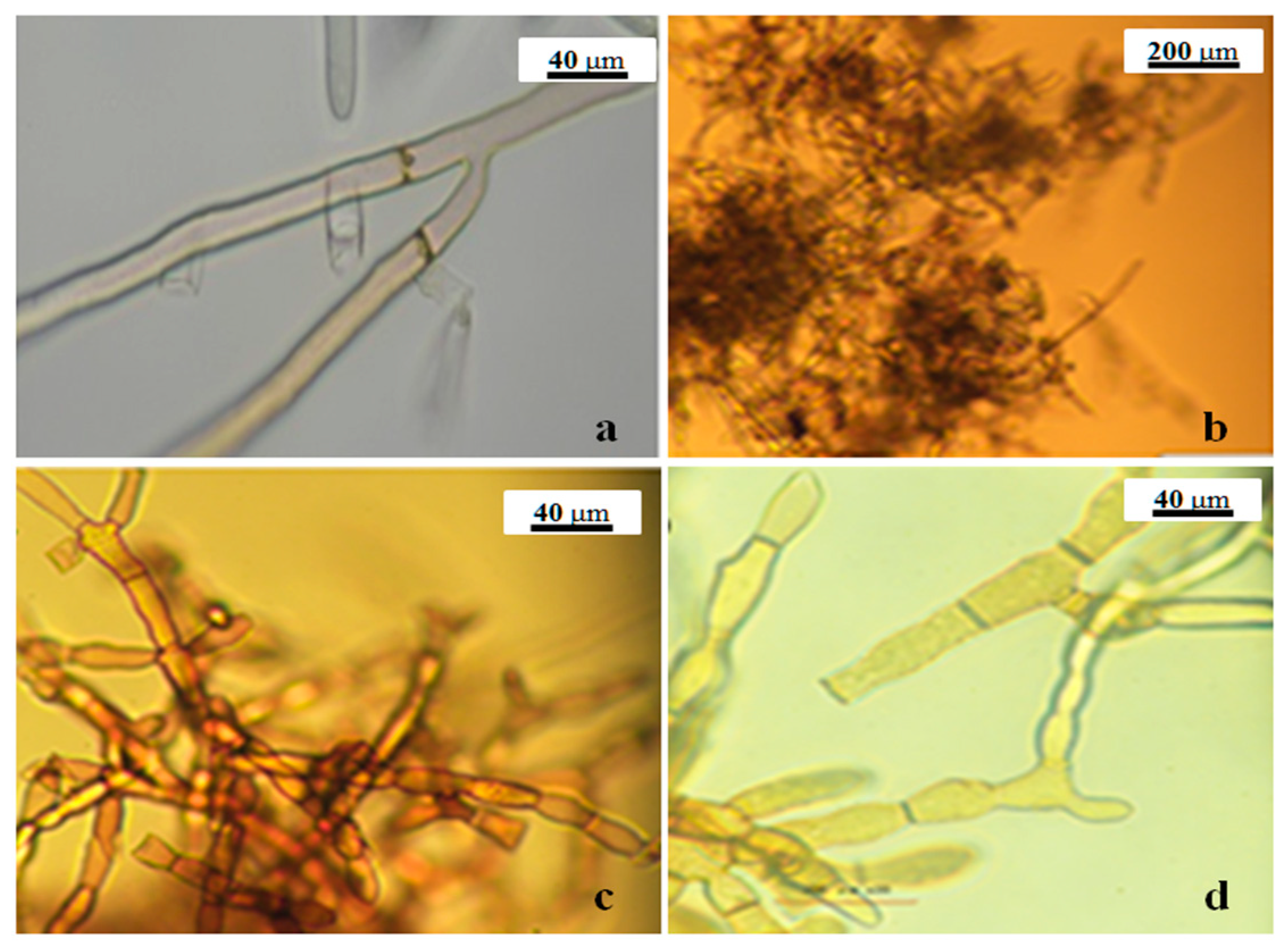 Pathogens 11 00627 g007 Pathogens 11 00627 g007