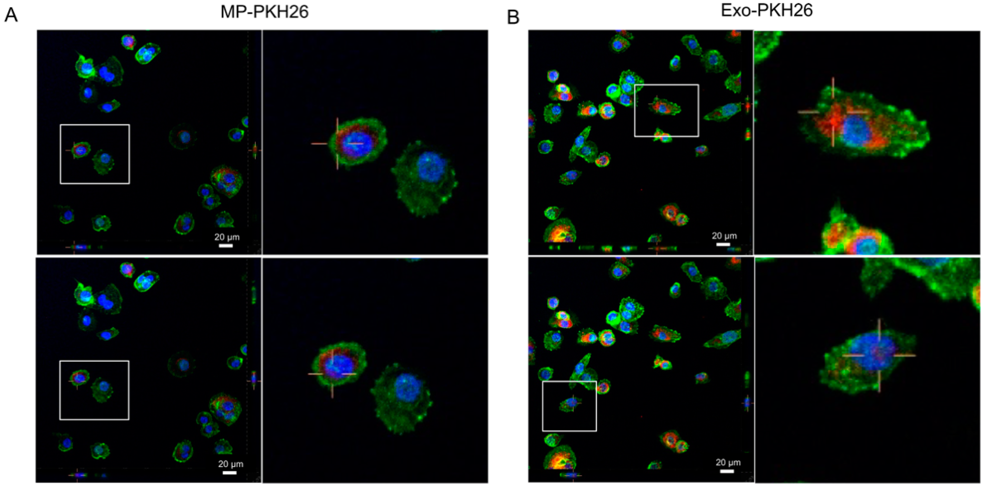 Pathogens 11 00632 g002