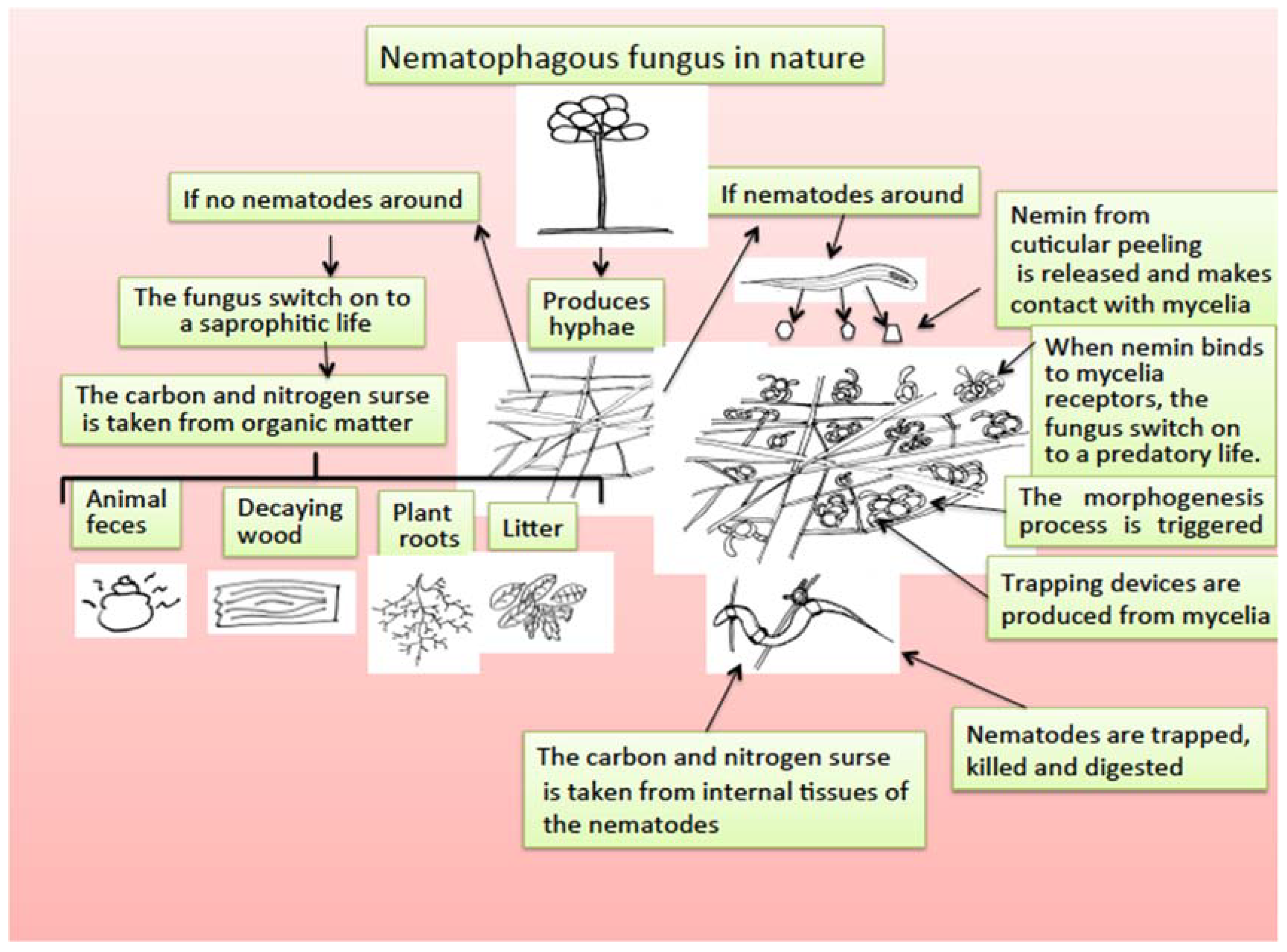 Pathogens | Free Full-Text | Soil-Borne Nematodes: Impact in Agriculture  and Livestock and Sustainable Strategies of Prevention and Control with  Special Reference to the Use of Nematode Natural Enemies | HTML