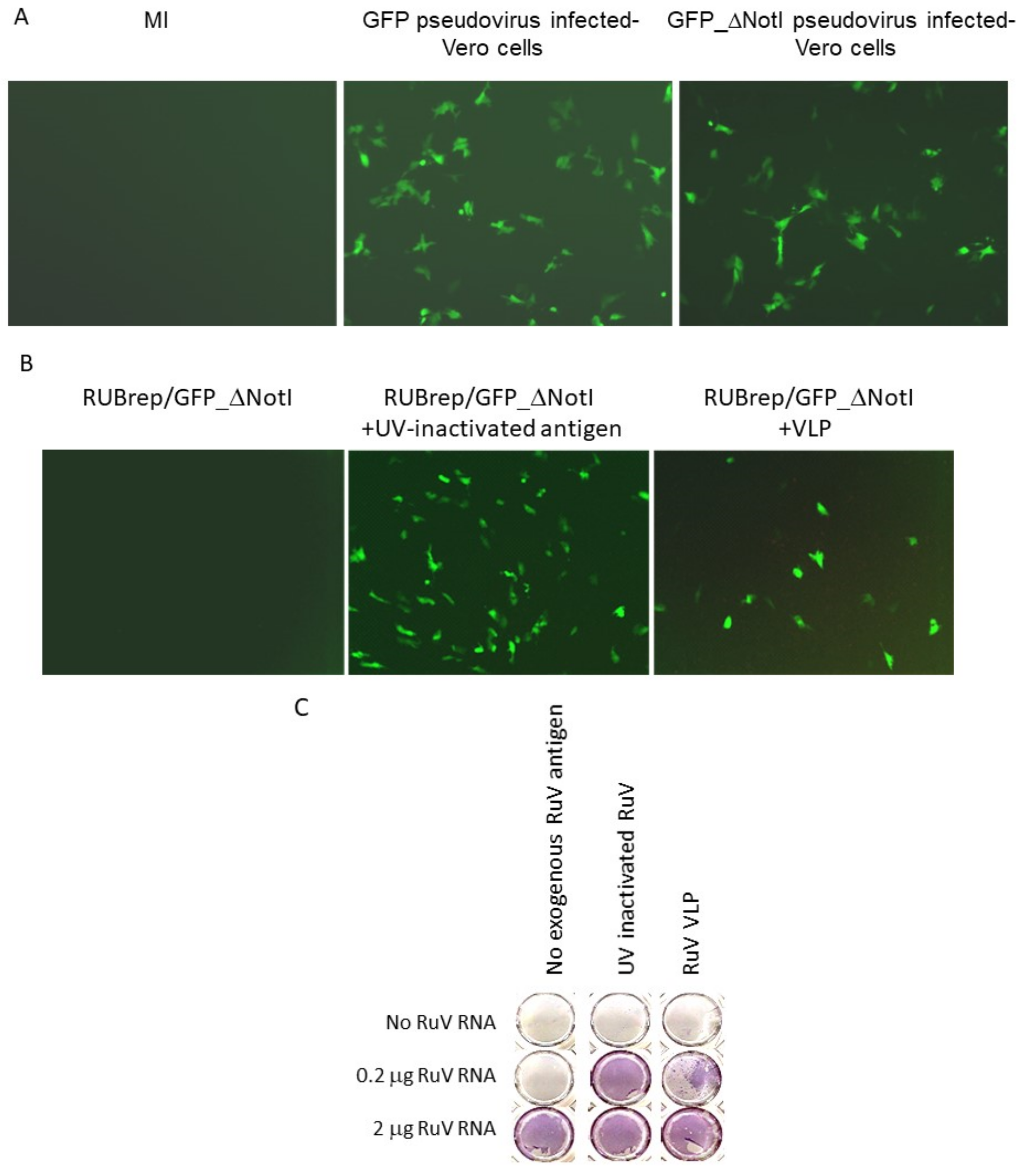 Pathogens 11 00683 g001