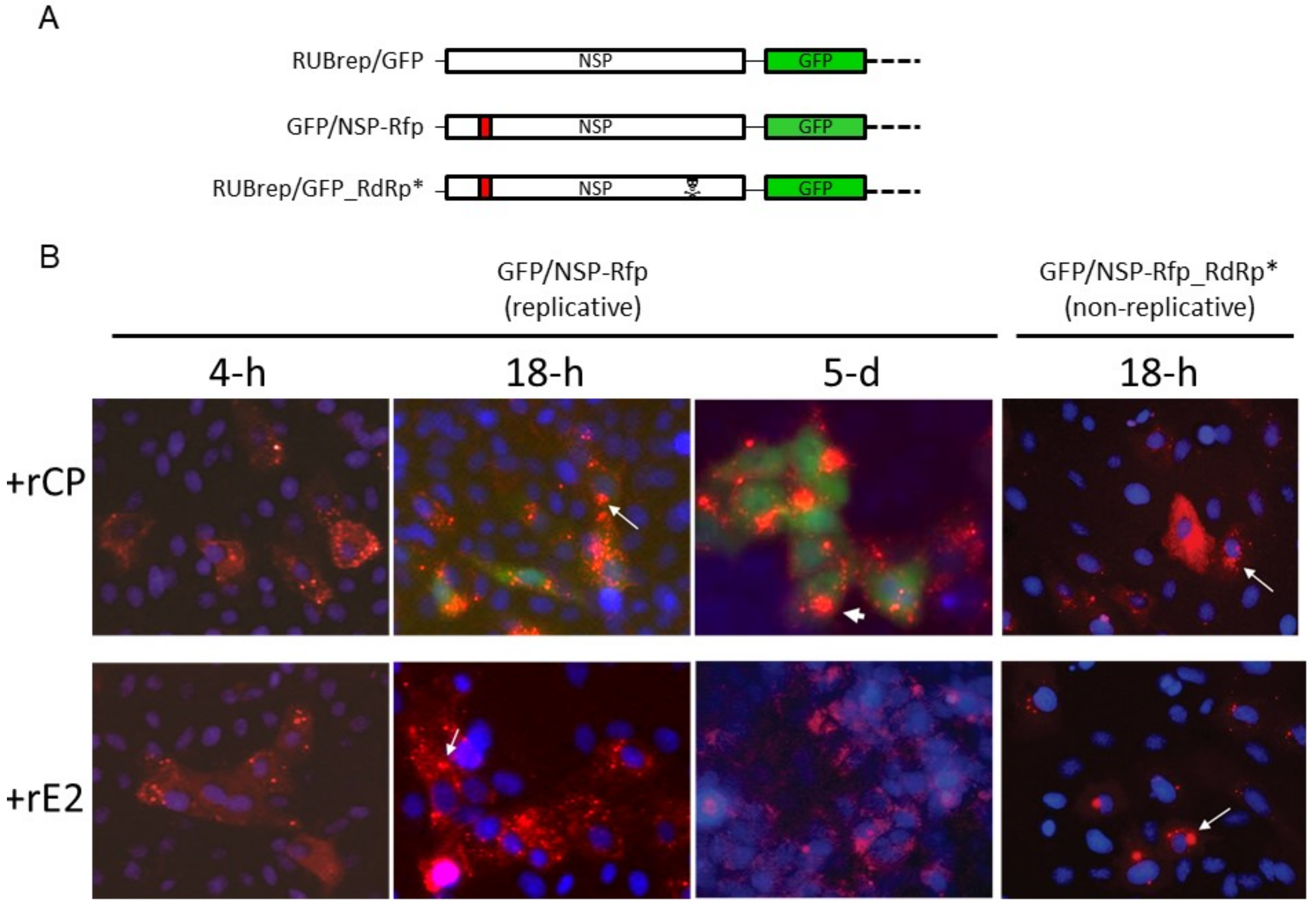 Pathogens 11 00683 g003a