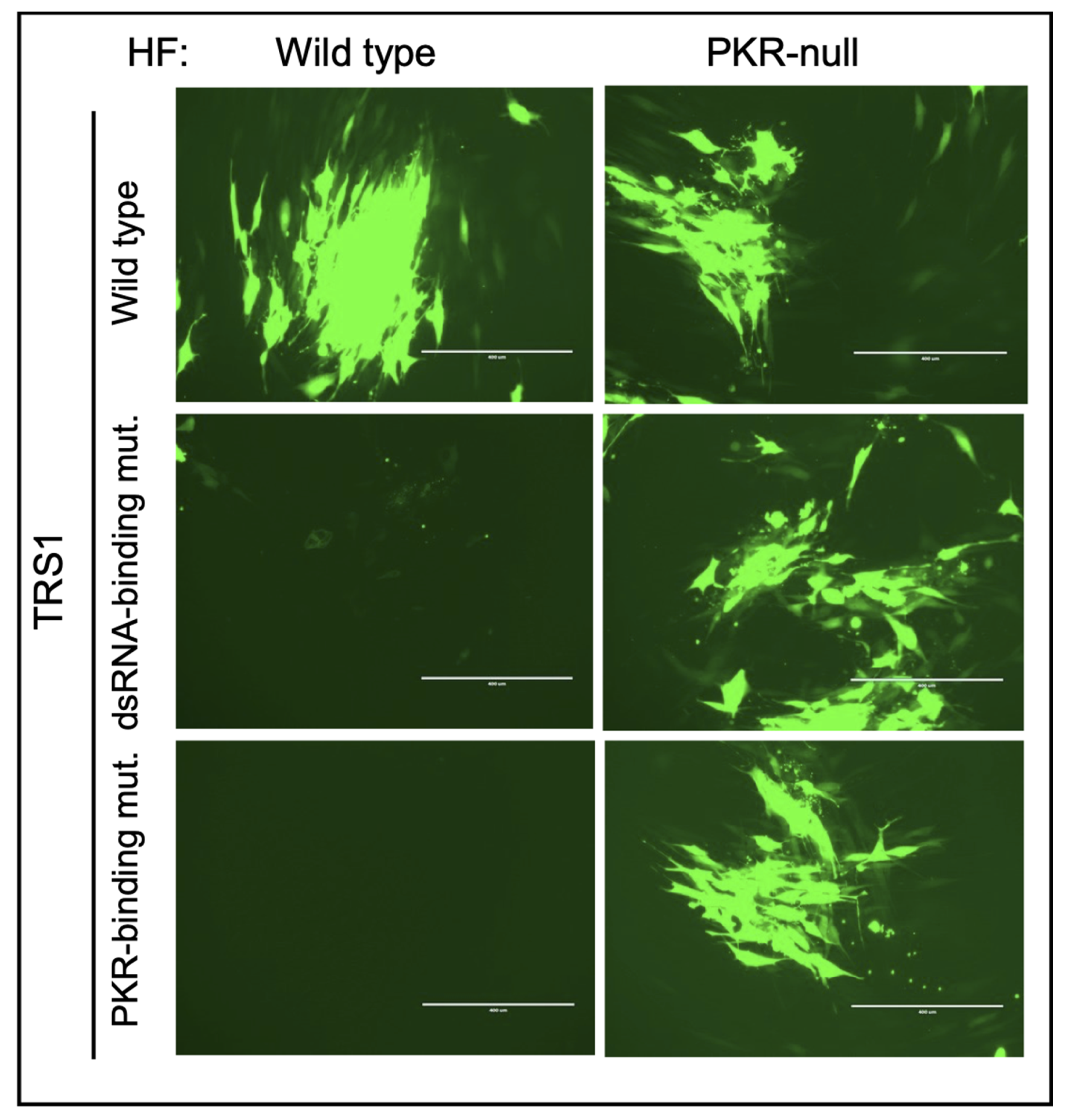 Pathogens 11 00790 g003