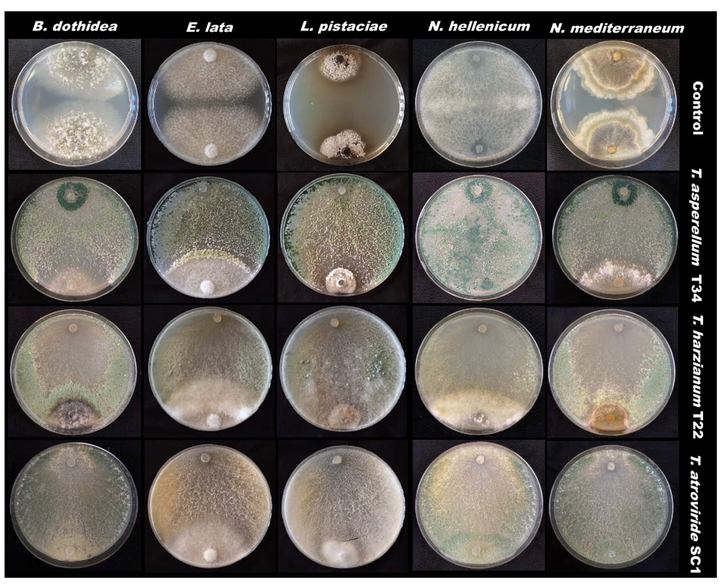Pathogens 11 00829 g001