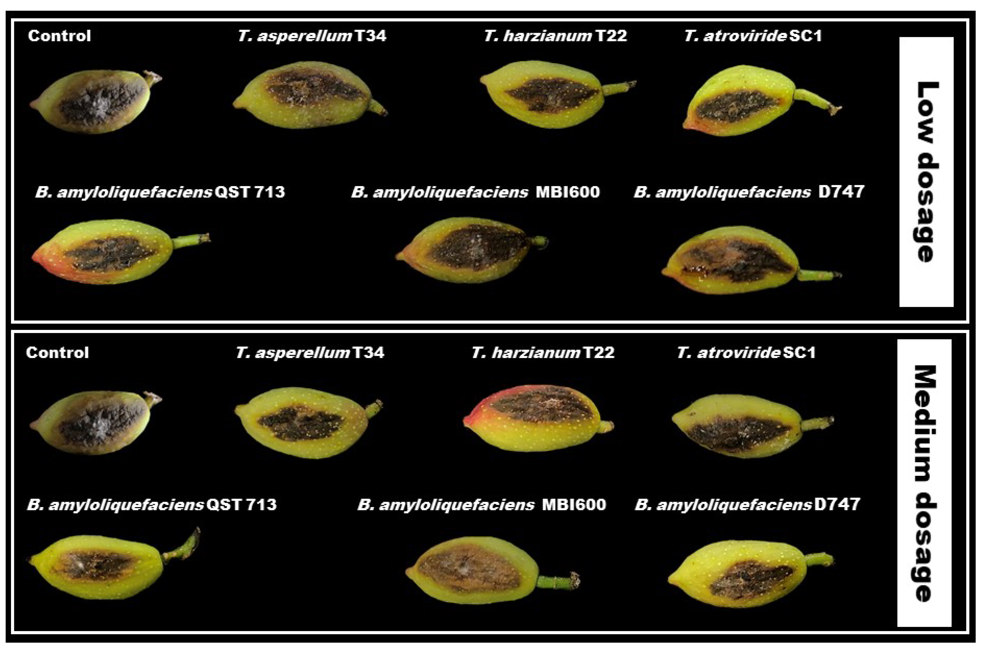 Pathogens 11 00829 g004