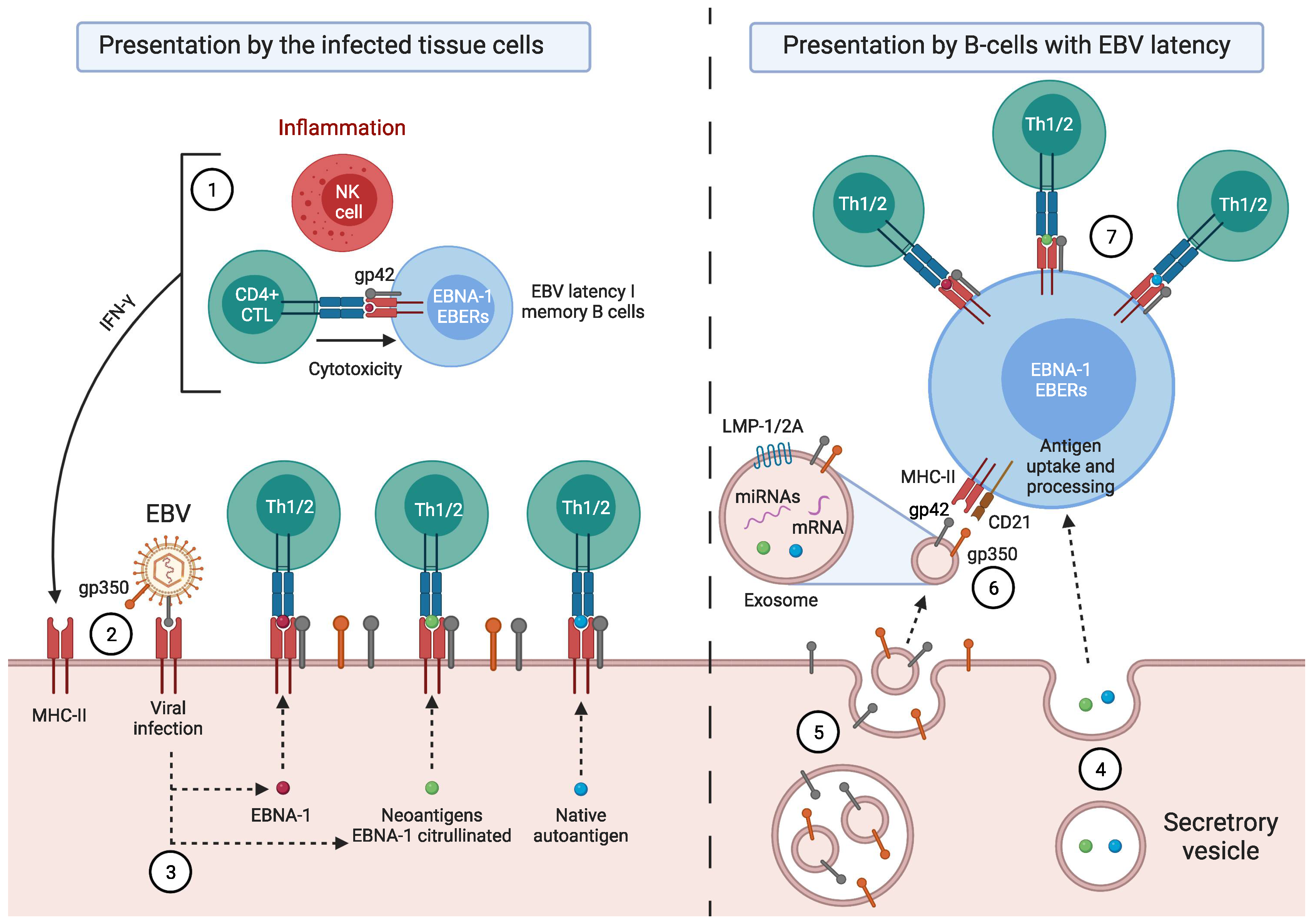 Pathogens 11 00831 g003