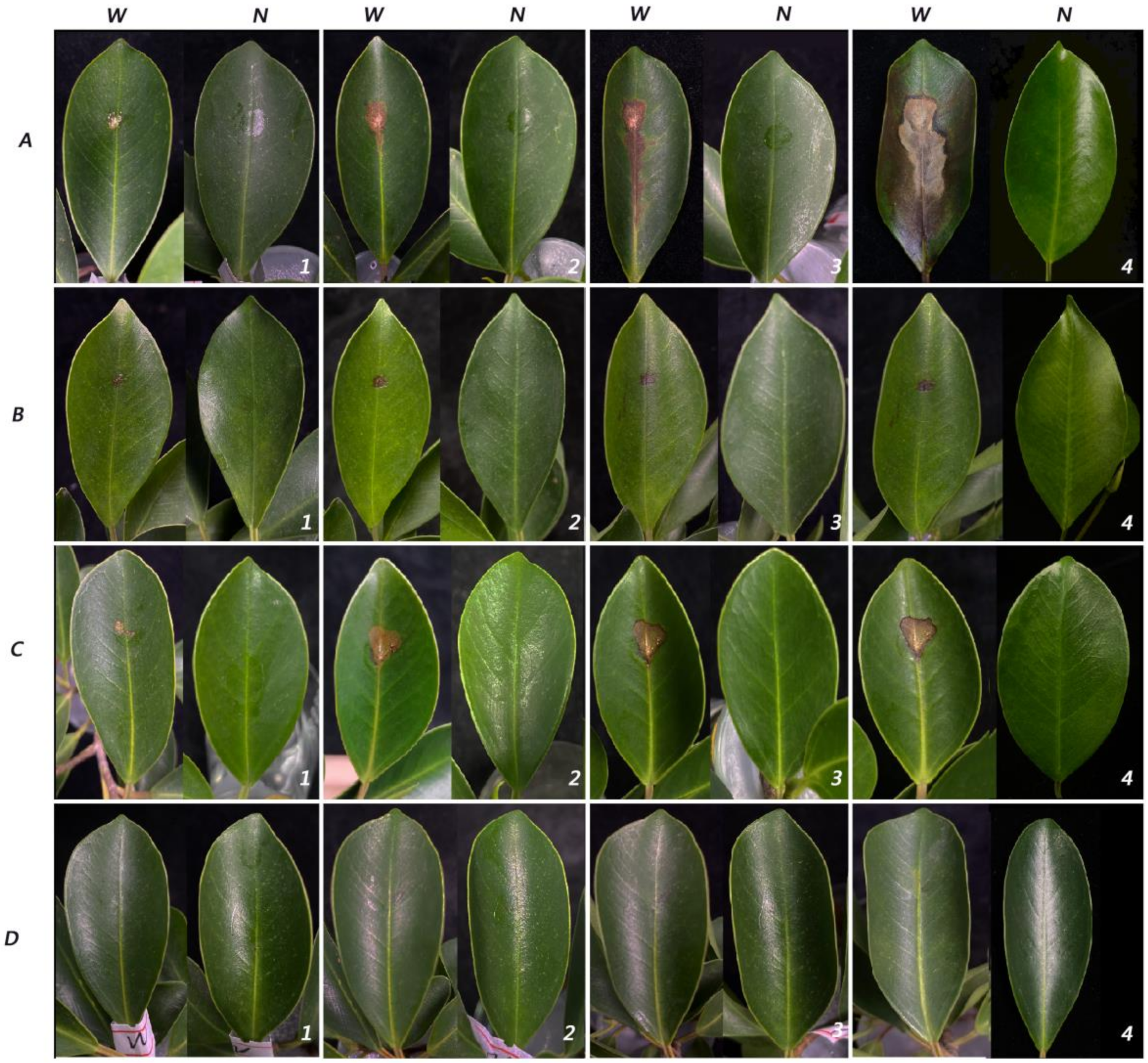 Pathogens 11 00840 g004