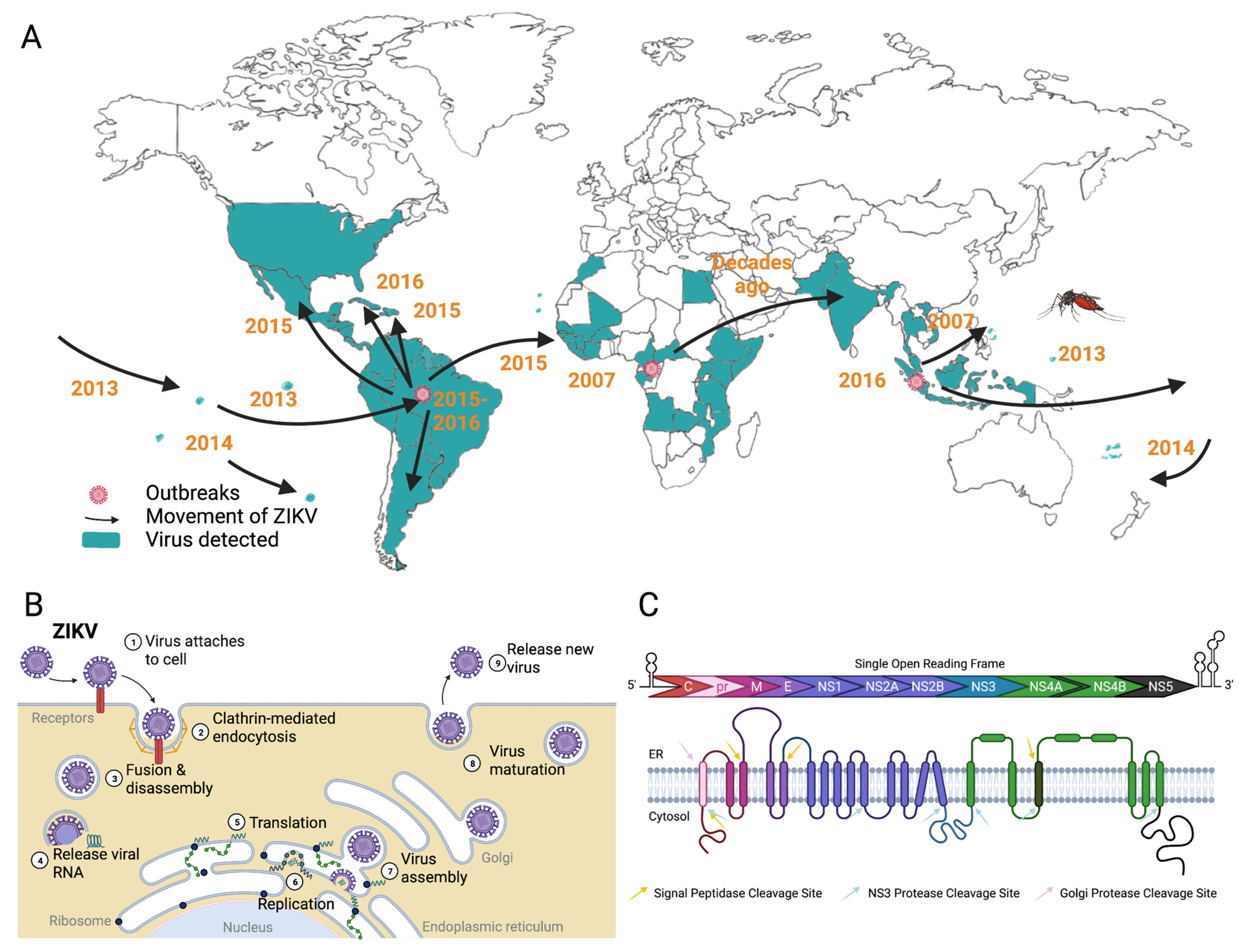 Pathogens 11 00936 g001