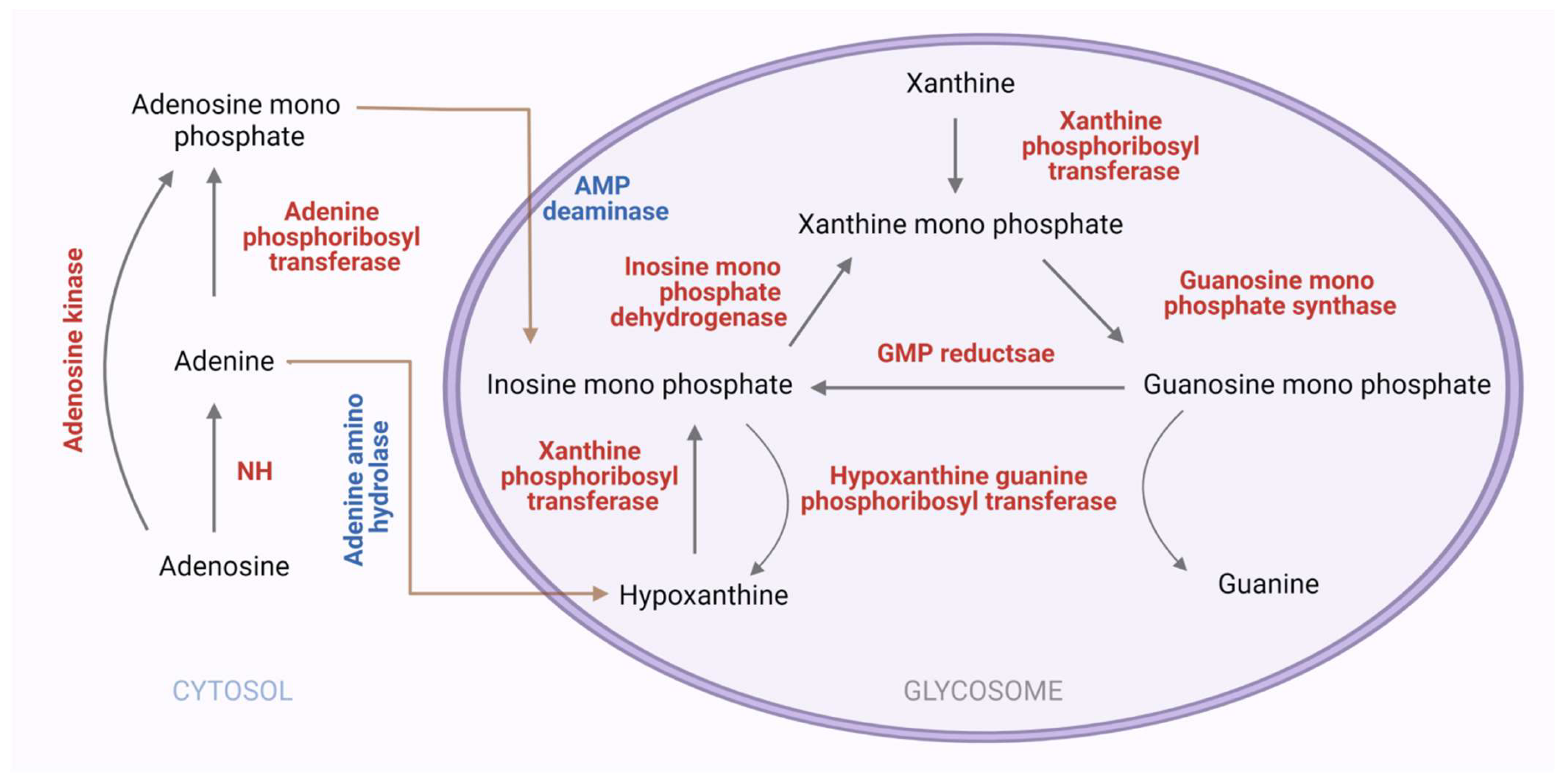 Pathogens 11 00950 g007 Pathogens 11 00950 g007