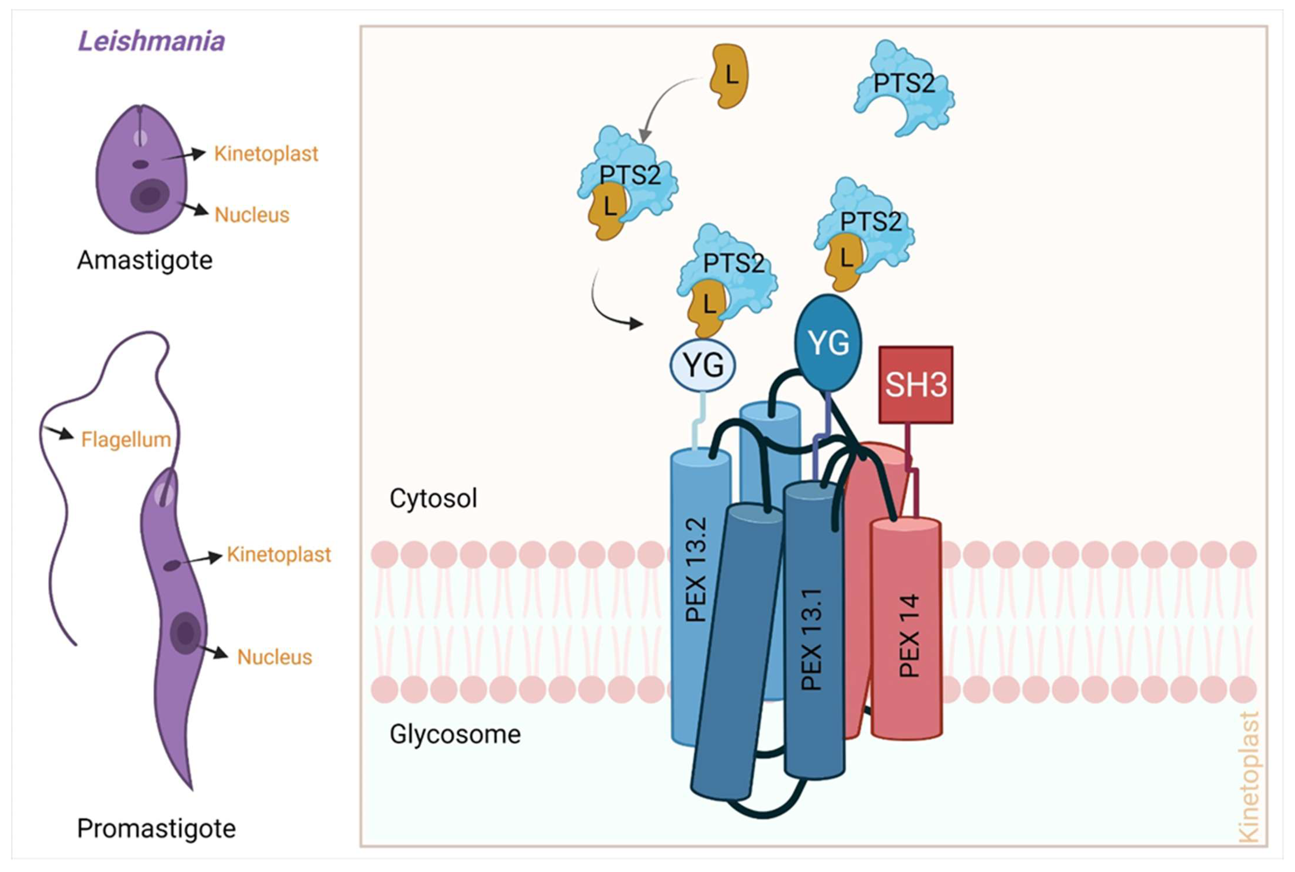 Pathogens 11 00950 g008 Pathogens 11 00950 g008