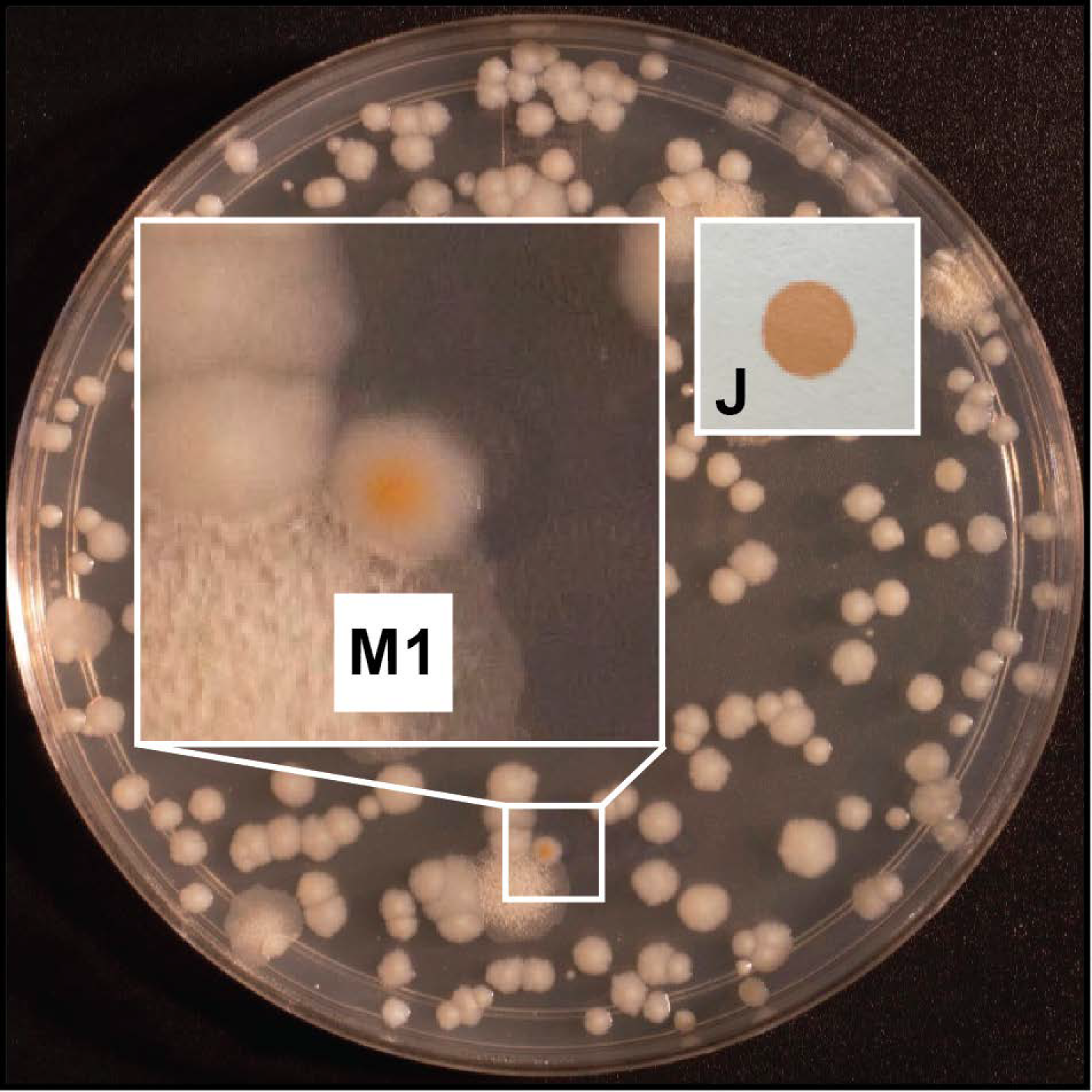 Pathogens 11 00953 g002