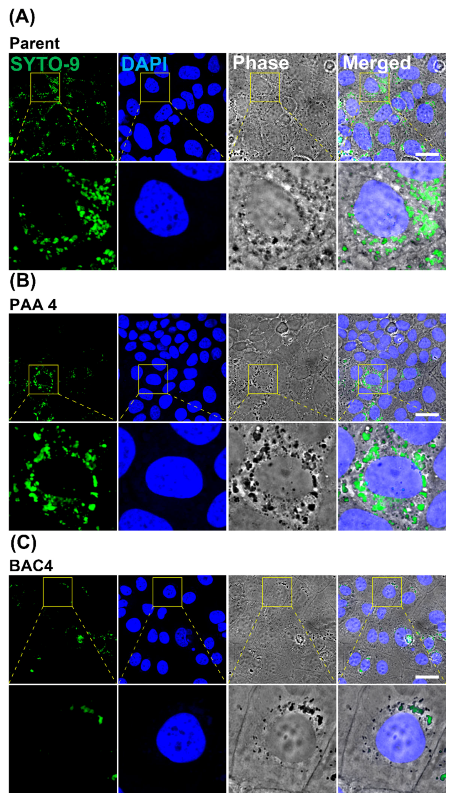 Pathogens 11 00961 g004 Pathogens 11 00961 g004
