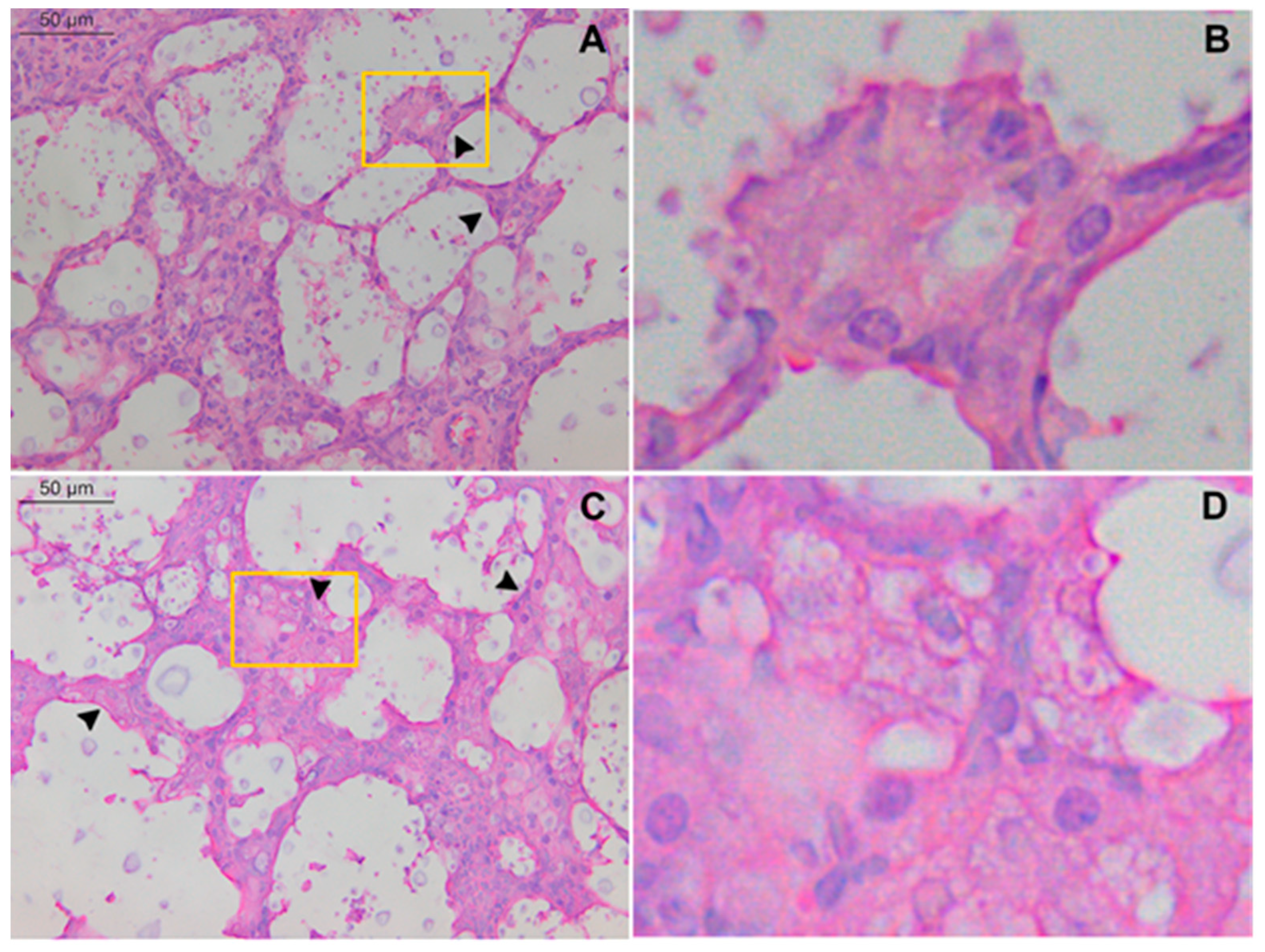 Pathogens 11 00987 g003