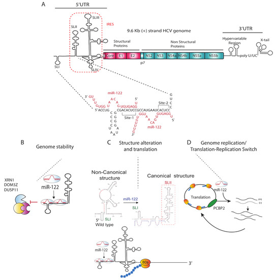 Pathogens Free Full Text Microrna 122 Regulation Of Hcv Infections