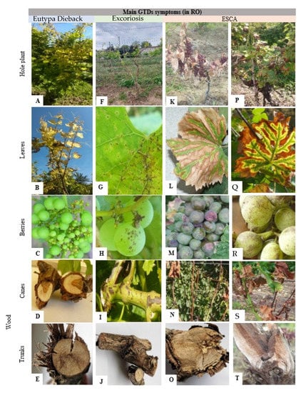 Pathogens | Free Full-Text | Fungal Grapevine Trunk Diseases in Romanian  Vineyards in the Context of the International Situation