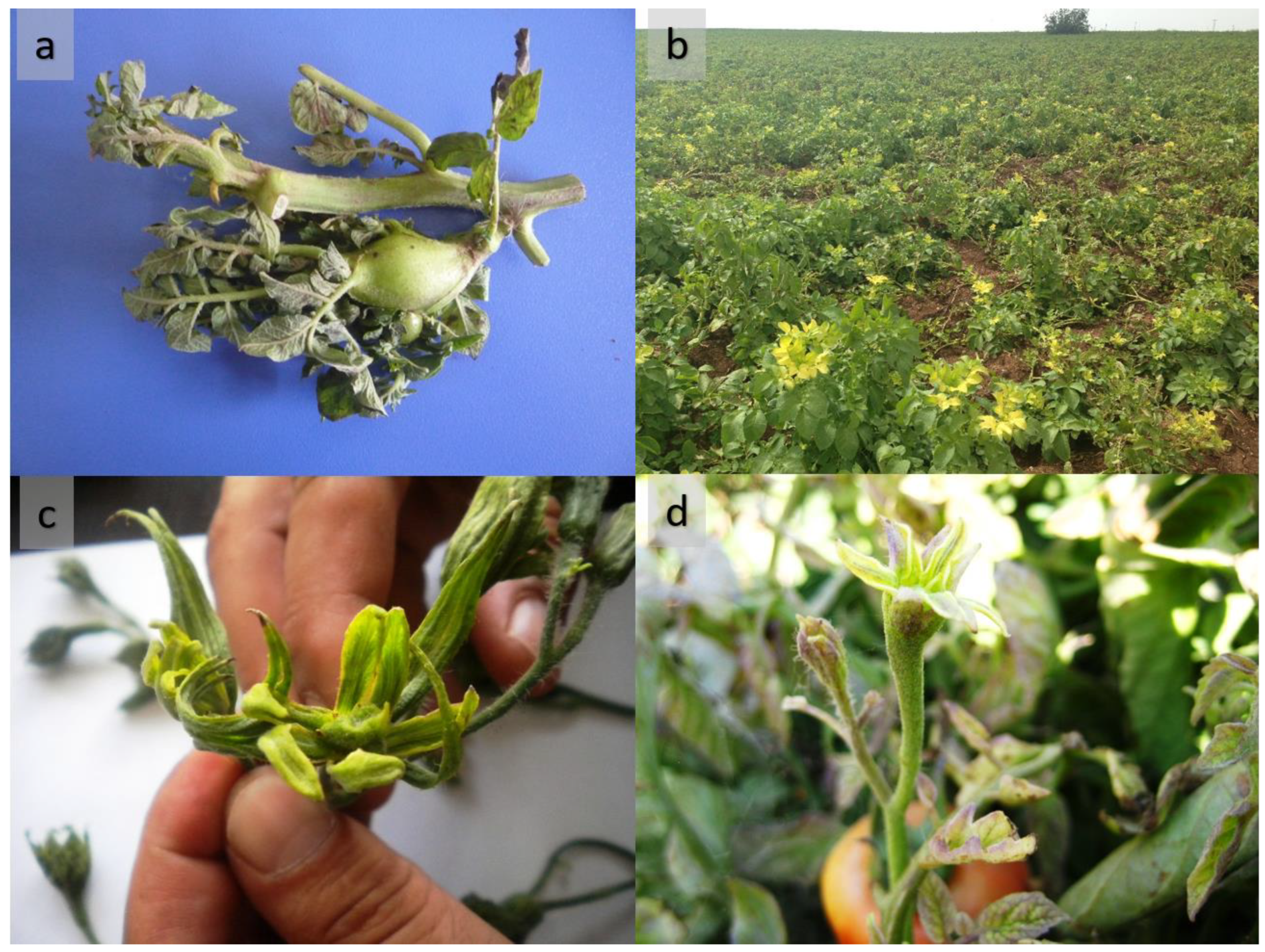 Pathogens 11 01031 g001